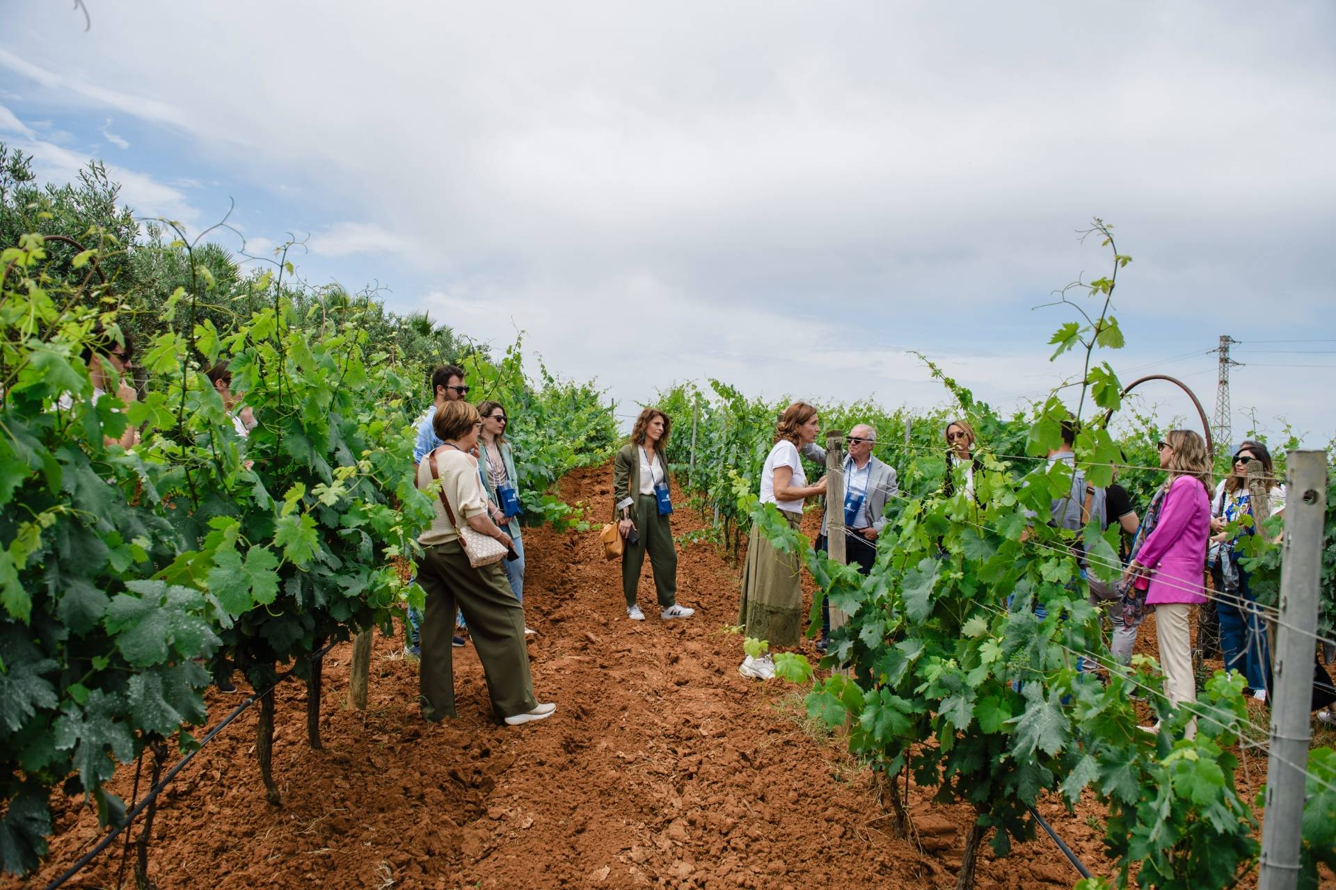 The grape harvest between picking and pressing