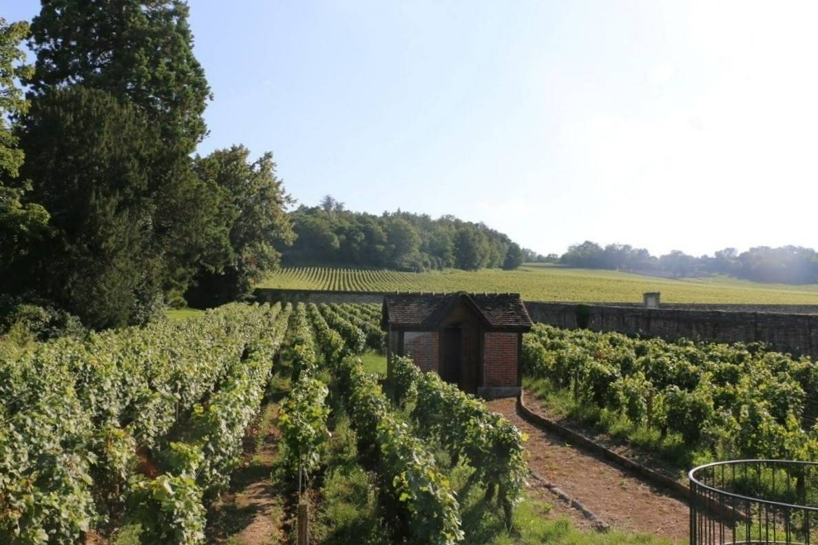 Journey from vine to glass