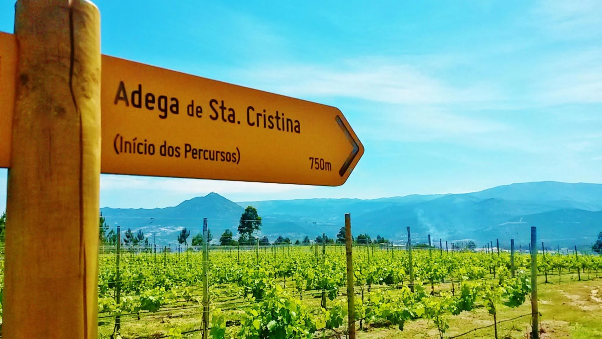 Quinta de Santa Cristina- Visita & Prova Barricas