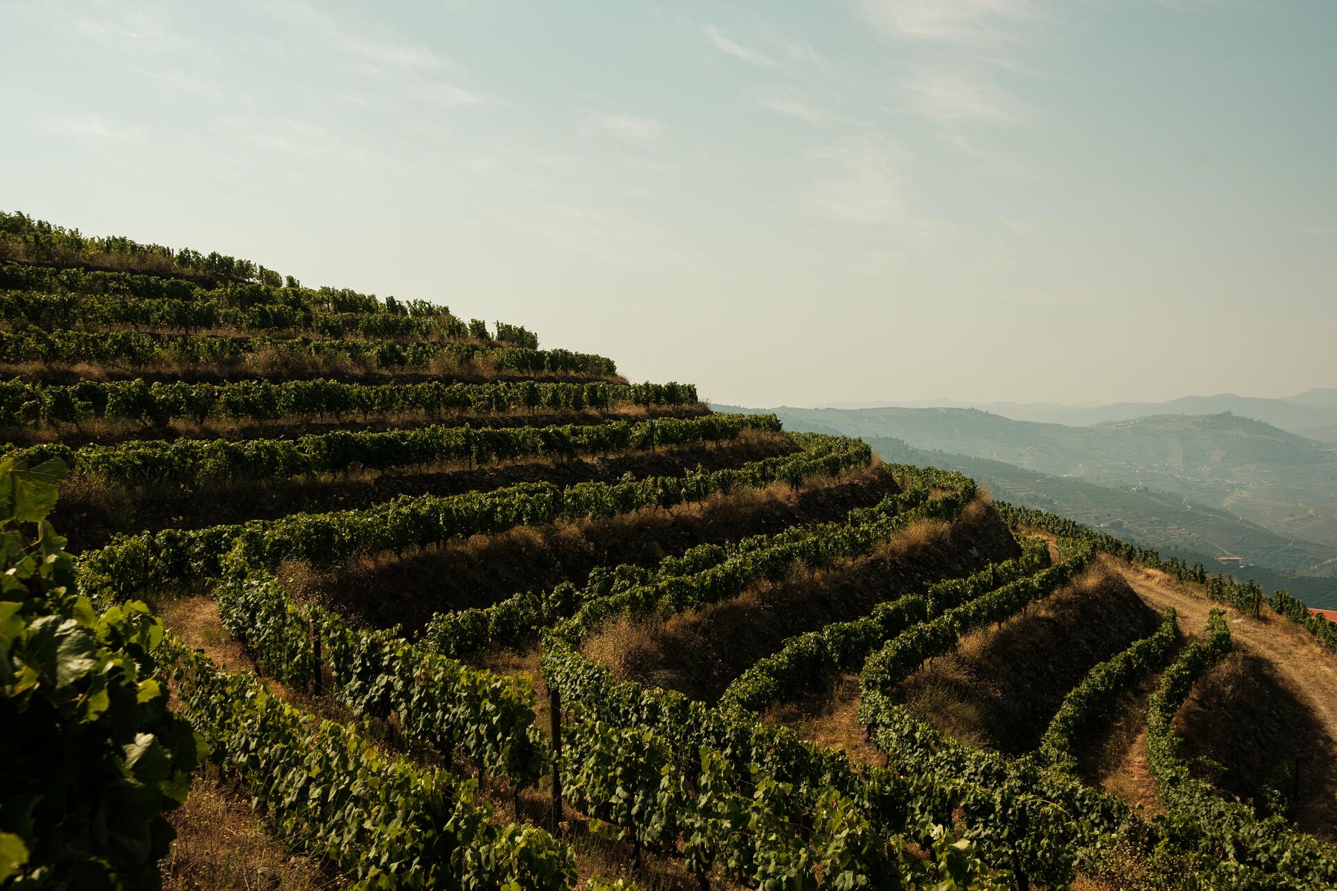 Quinta da Pedra Alta – Piquenique
