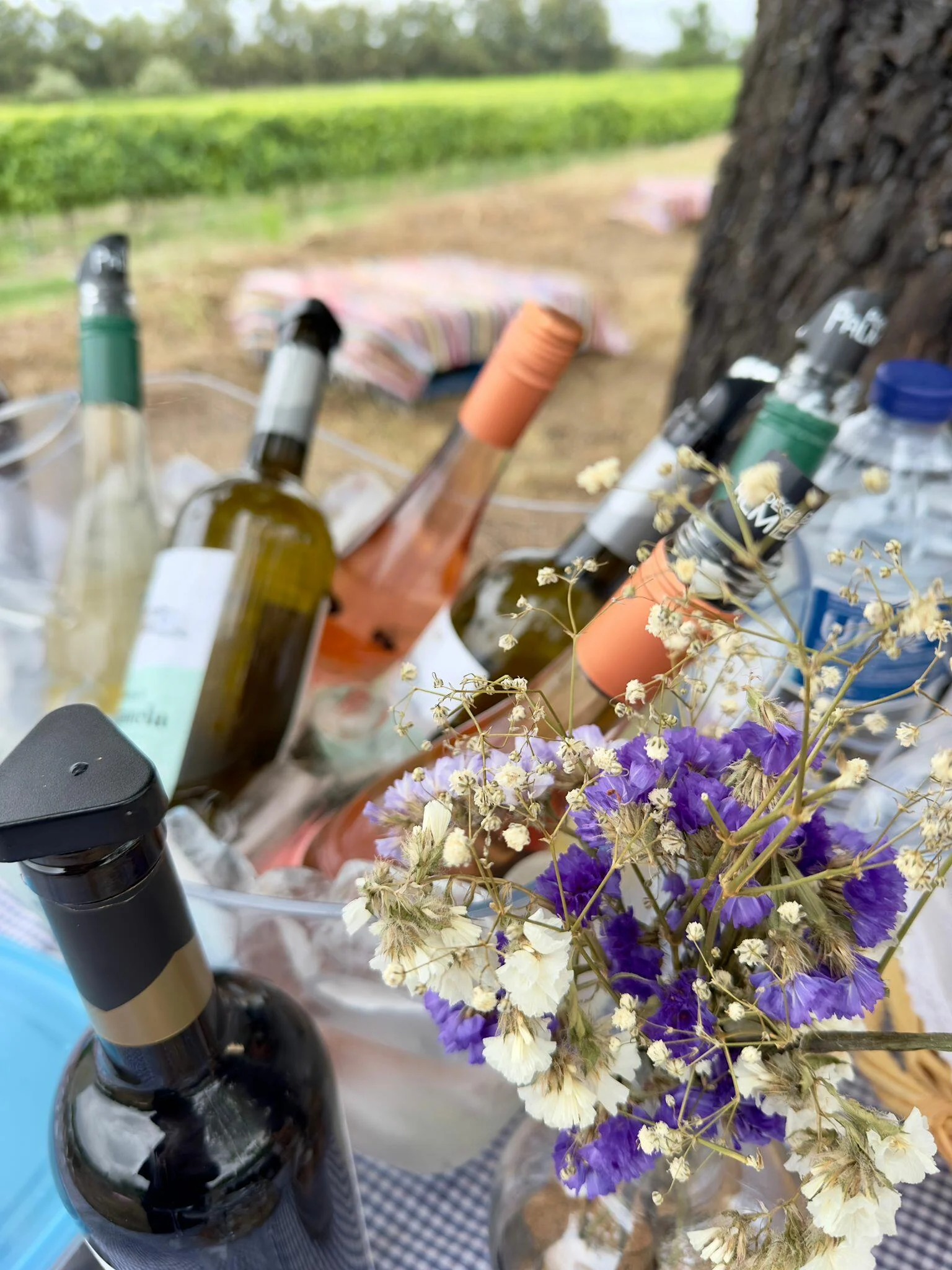 Adega de Palmela – Um Dia de Vindima