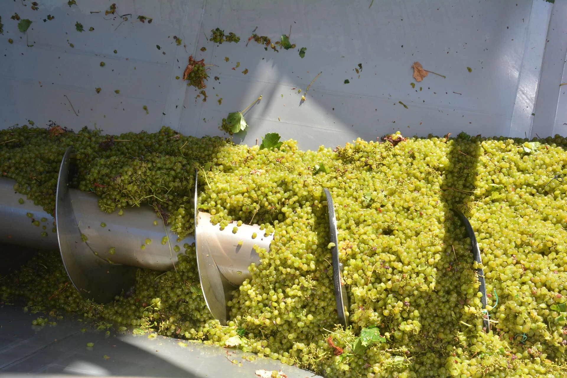 Adega de Palmela – Um Dia de Vindima