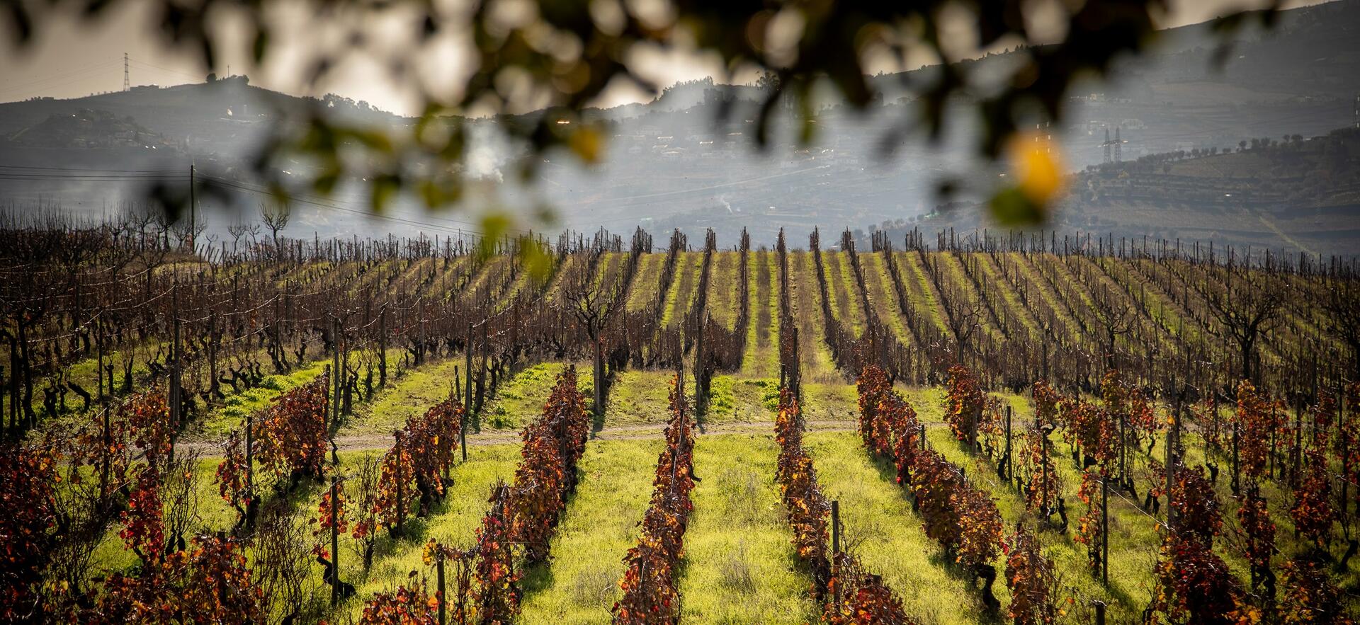 Quinta da Pacheca – Visita & Lagarada Tradicional