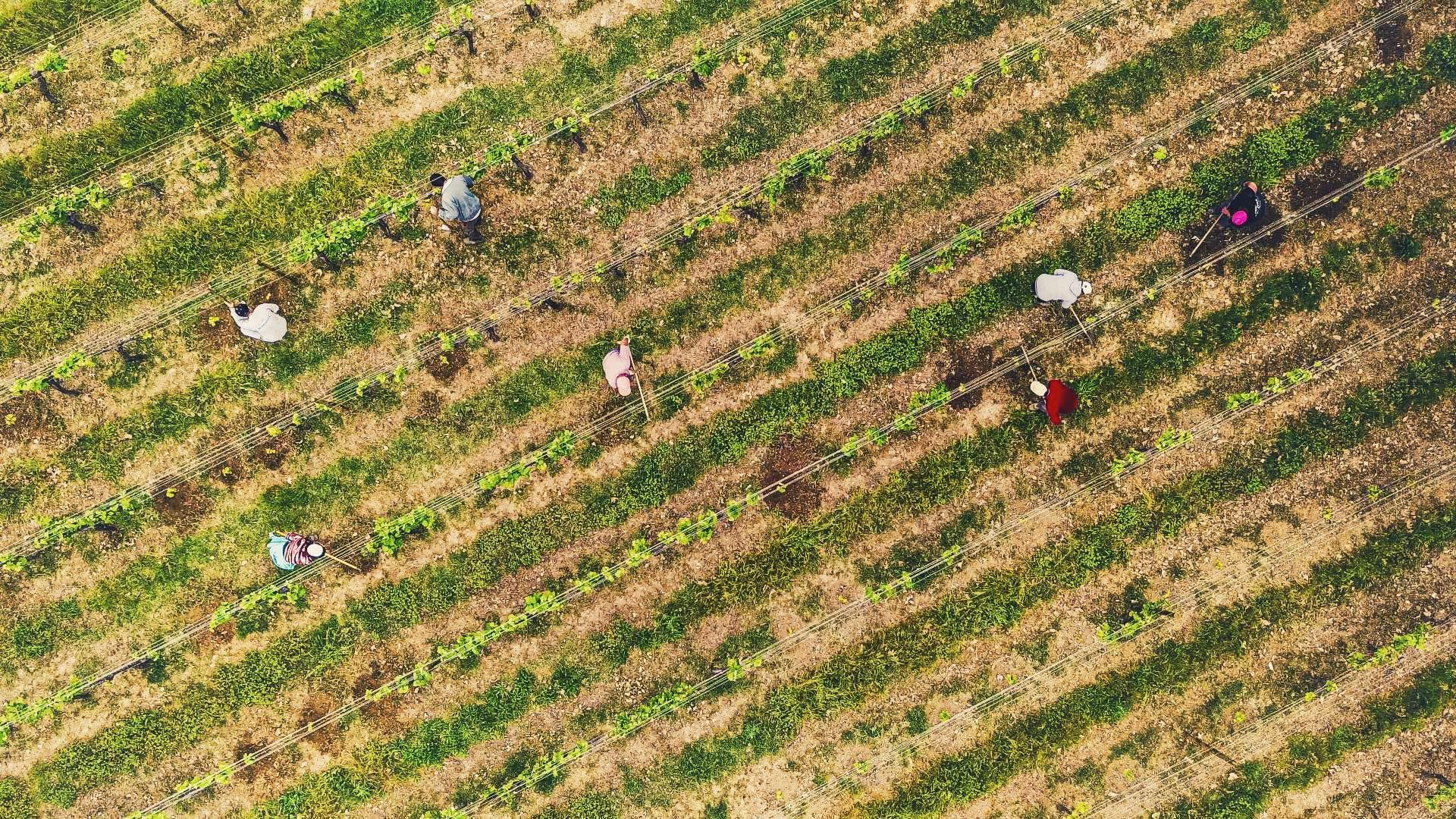 Quinta da Pacheca – Programa de Vindima