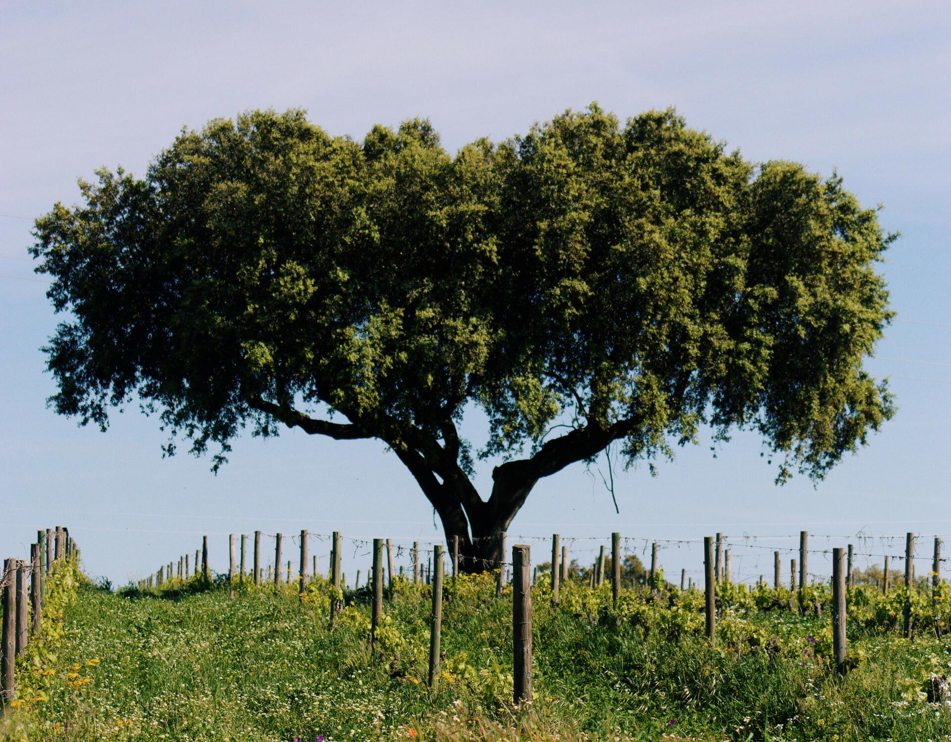 Casa Relvas – Rota da Biodiversidade