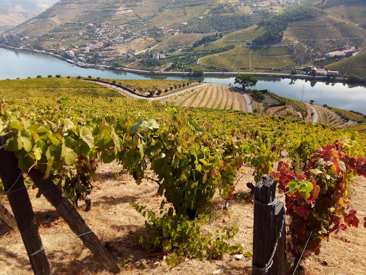 Tour ao Douro Vinhateiro – 2 Quintas & Cruzeiro