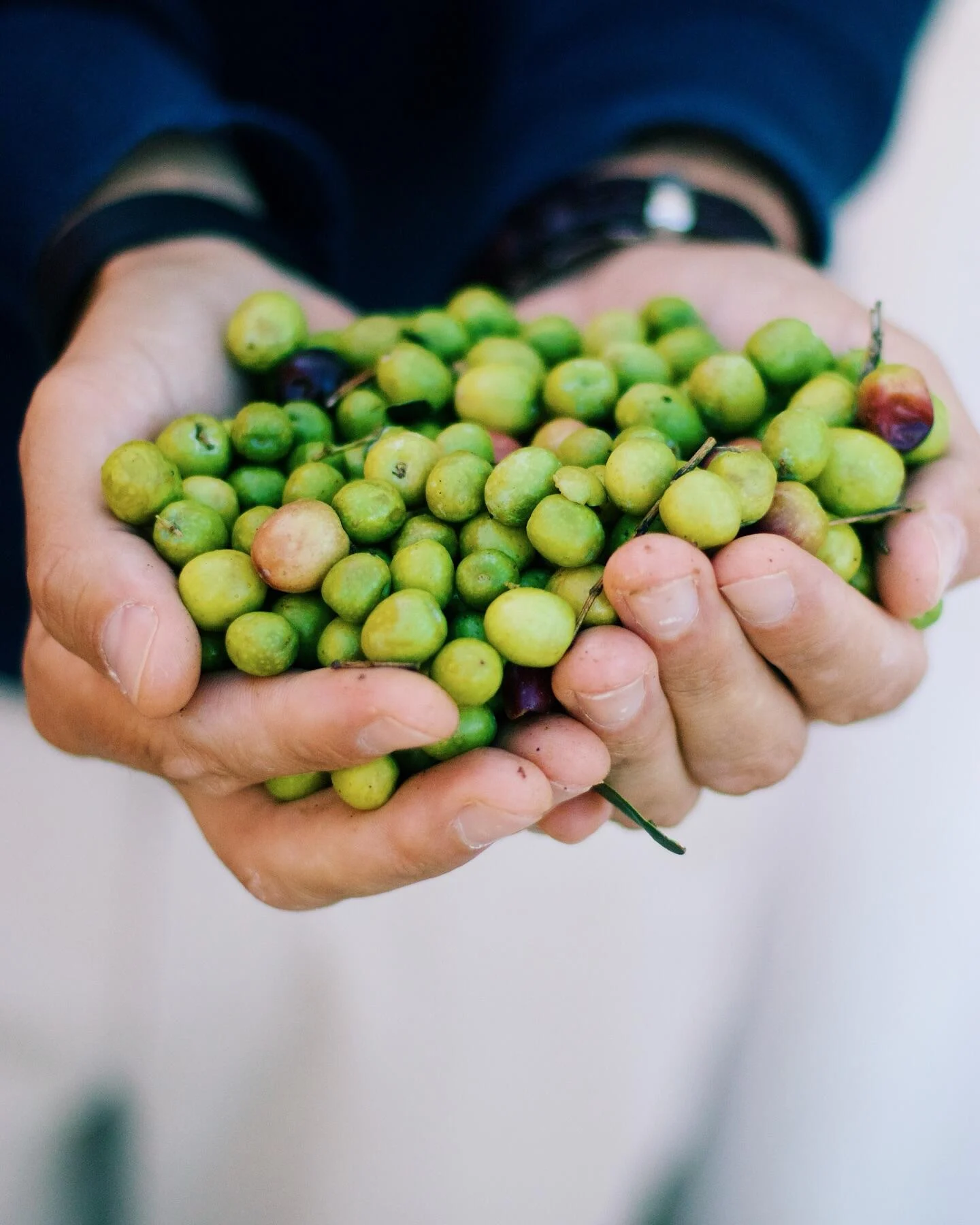 Casa Relvas – Experiência Gastronómica no Lagar