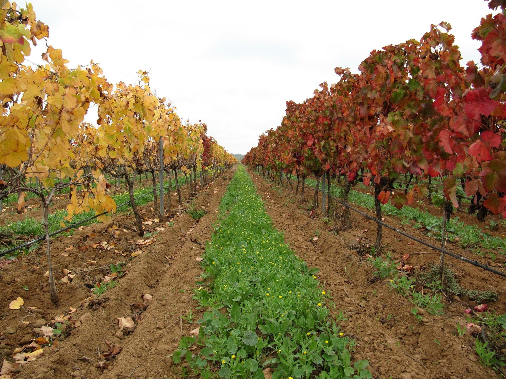 Cabrita Wines – Visita & Prova Classic