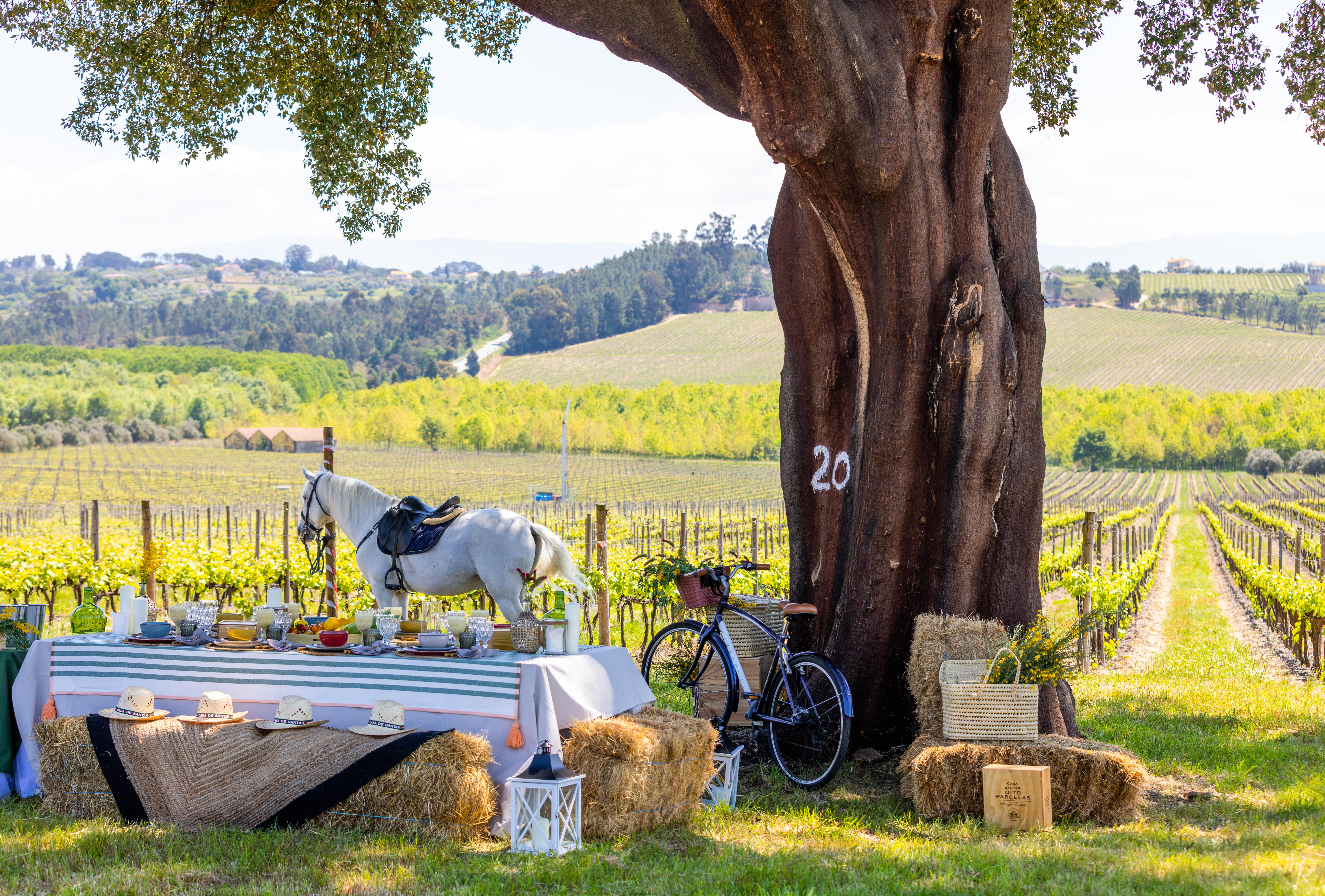 19|90 Wine Center Santar–Almoço Beirão no Sobreiro