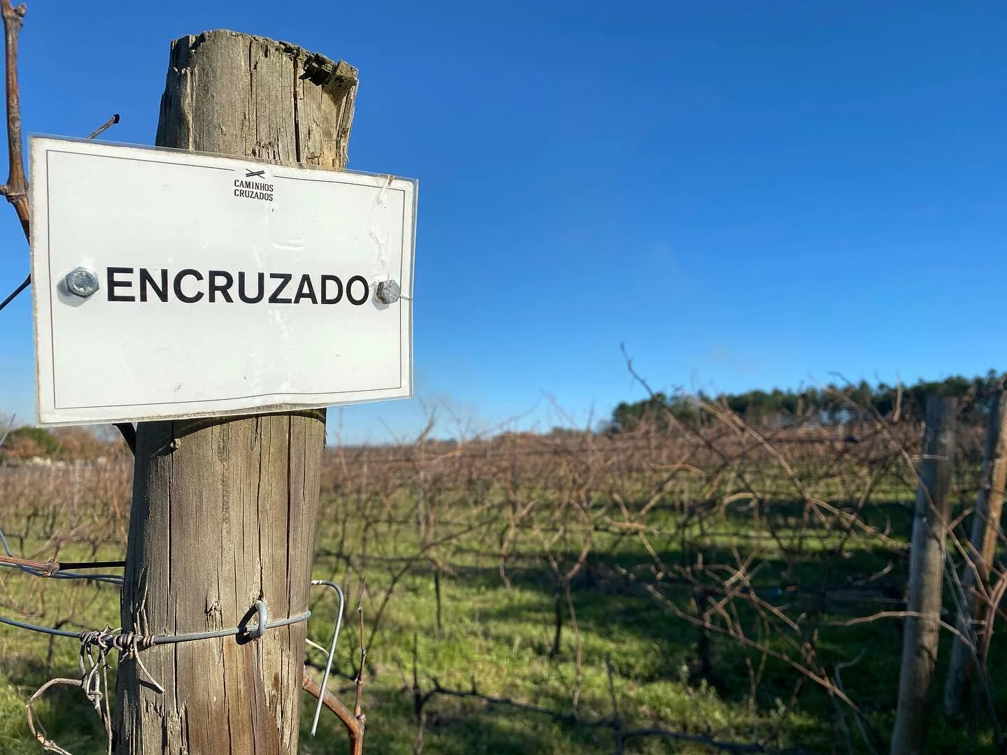 Caminhos Cruzados – Peddy Paper na Vinha