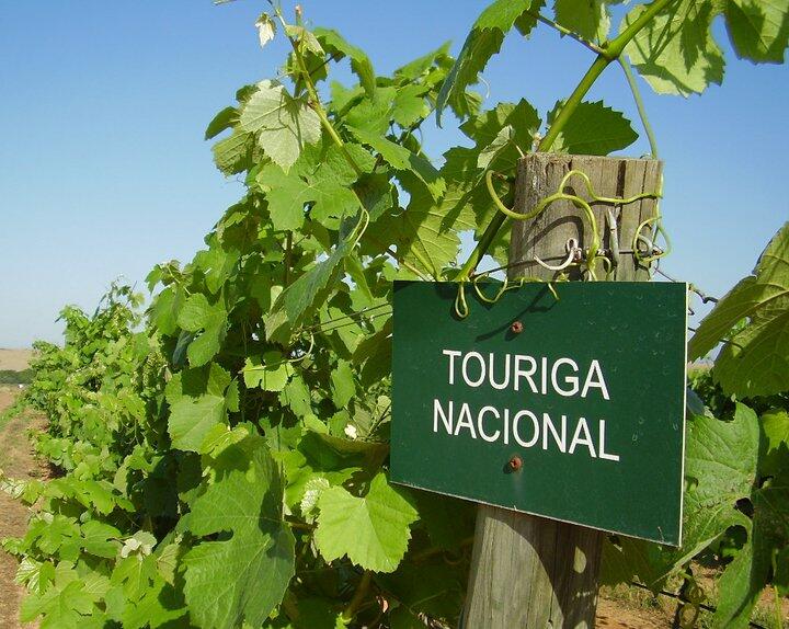 Casa de Santa Vitória – Prova Seleção