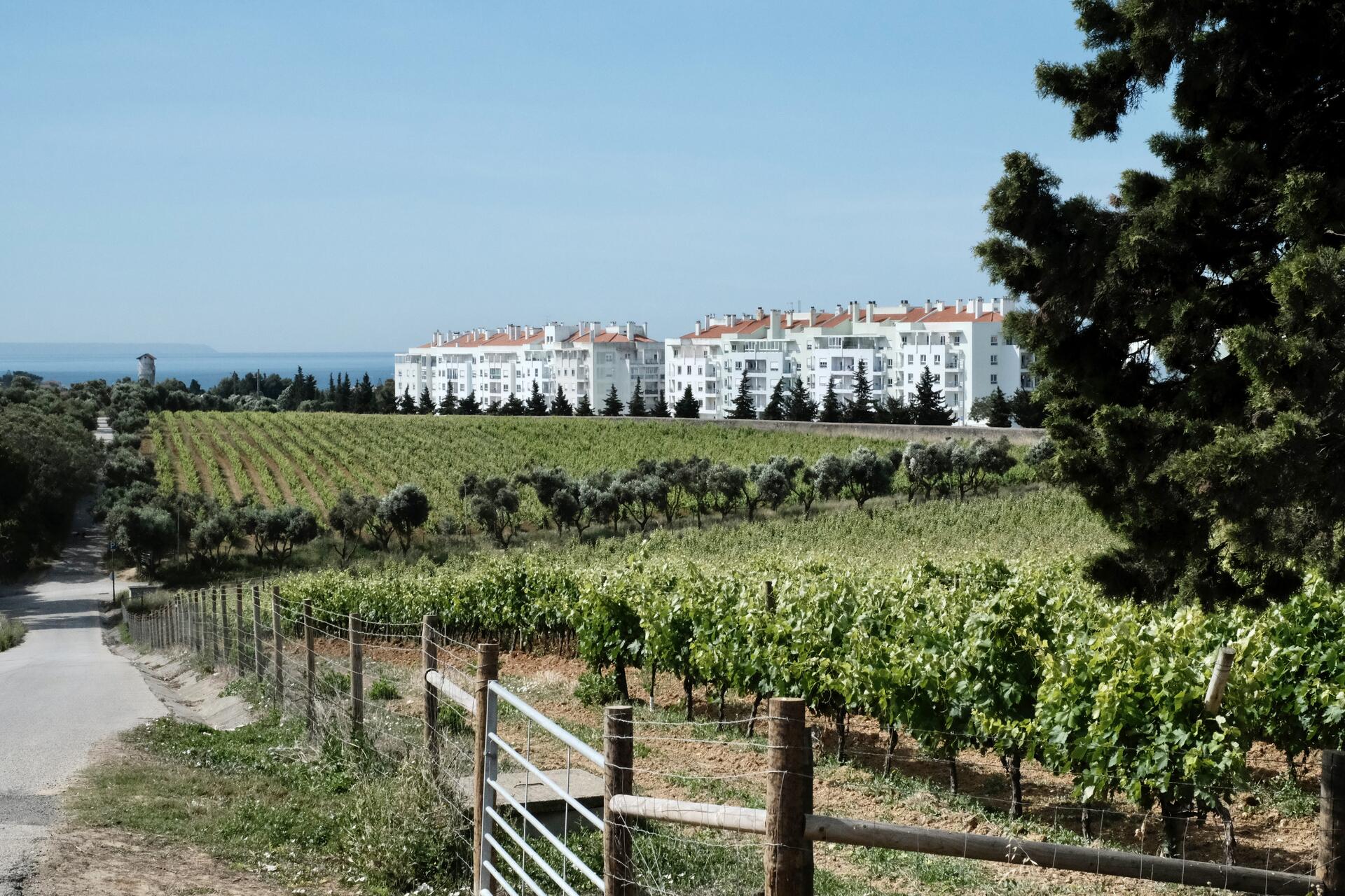 Villa Oeiras – Visita & Prova Casa da Pesca