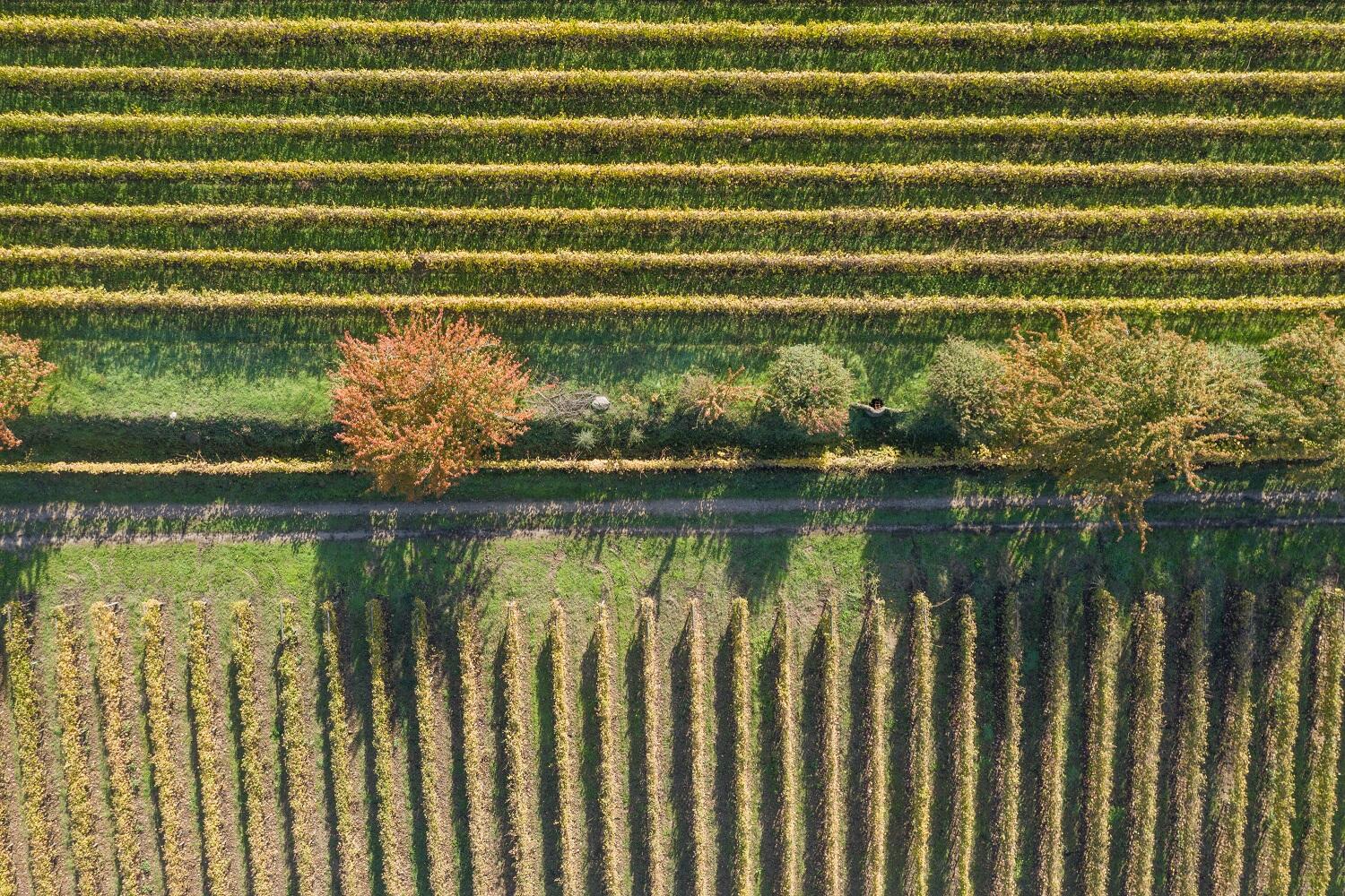 Aveleda – Visita & Prova Aveleda