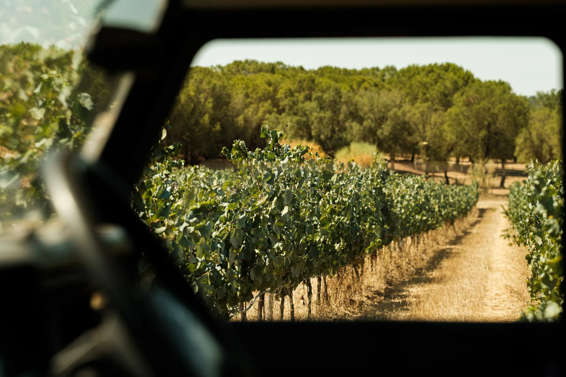 Tapada de Coelheiros – Vindimas