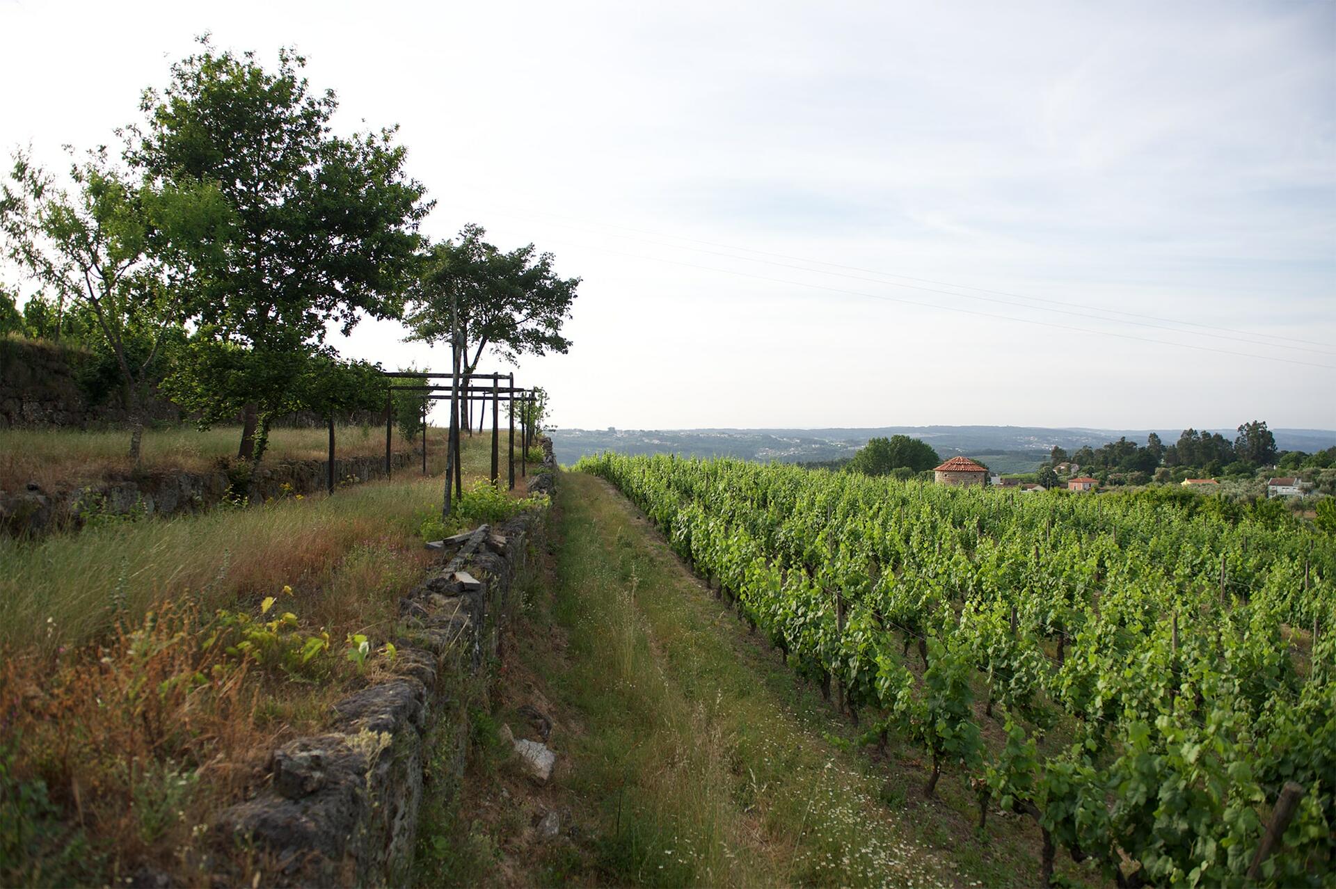 Soito Wines – Vinho & Queijo