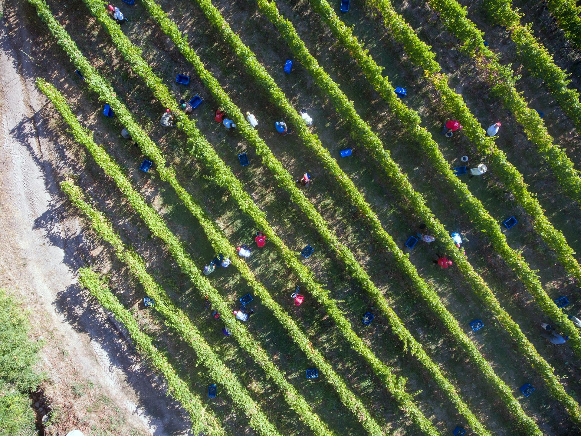 Soito Wines – Vinho & Queijo