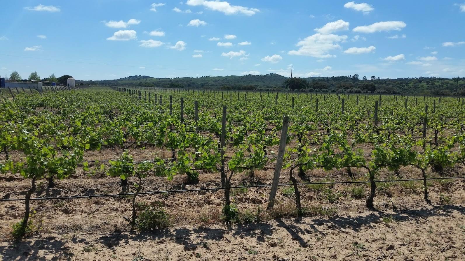 Herdade Canal Caveira – TOP 5 Vinhos & Tapas