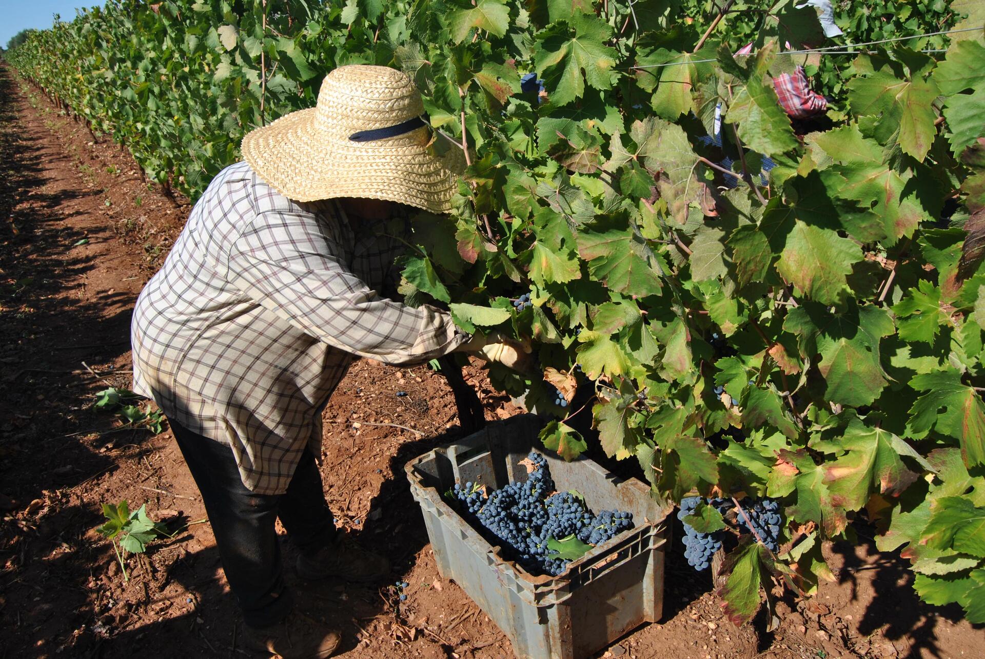 João Portugal Ramos – Vindimas Experience