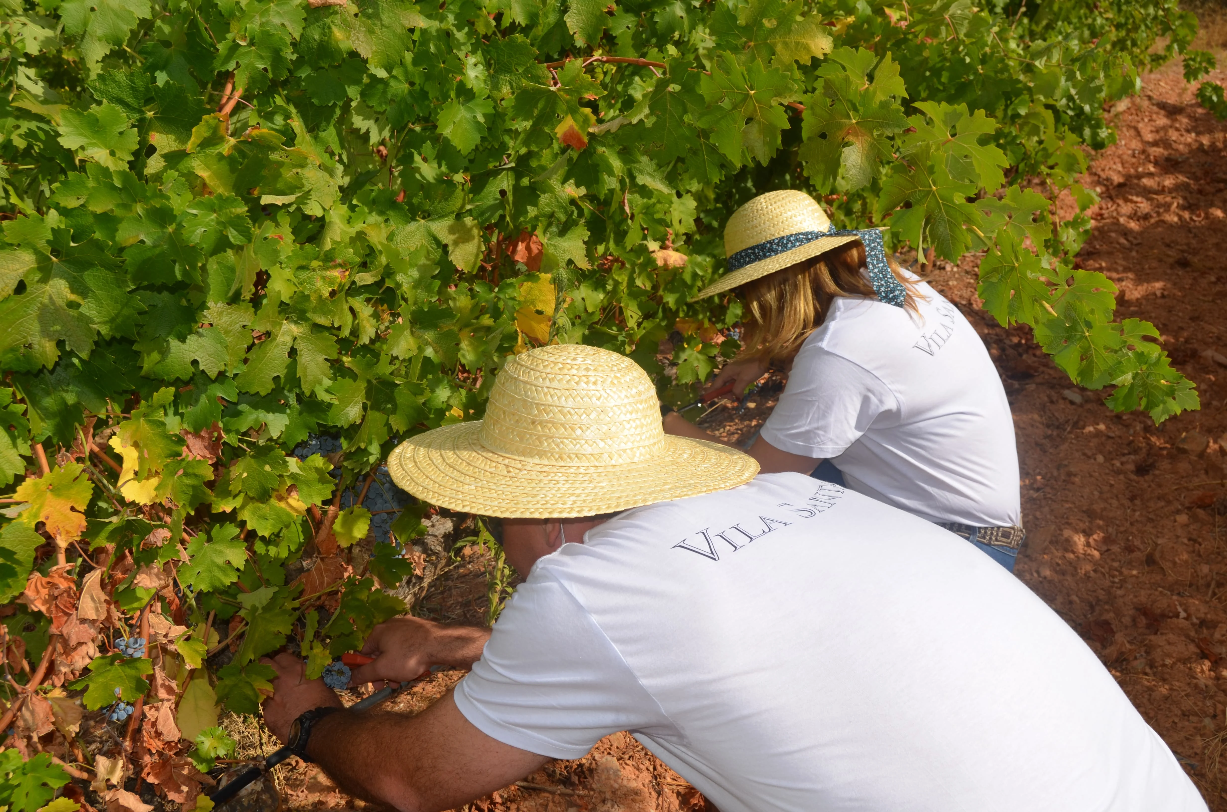 João Portugal Ramos – Vindimas Experience