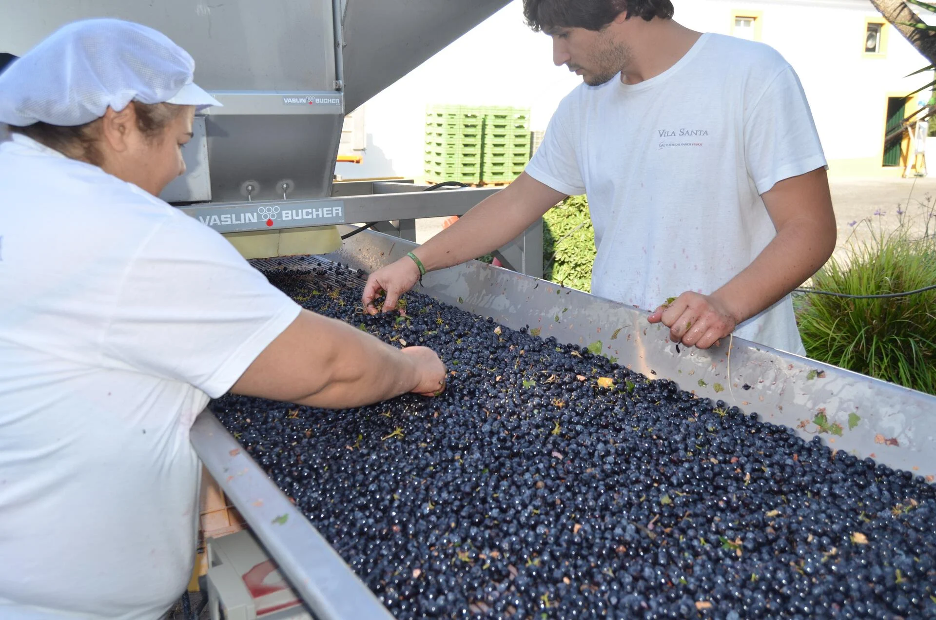 João Portugal Ramos – Vindimas Experience