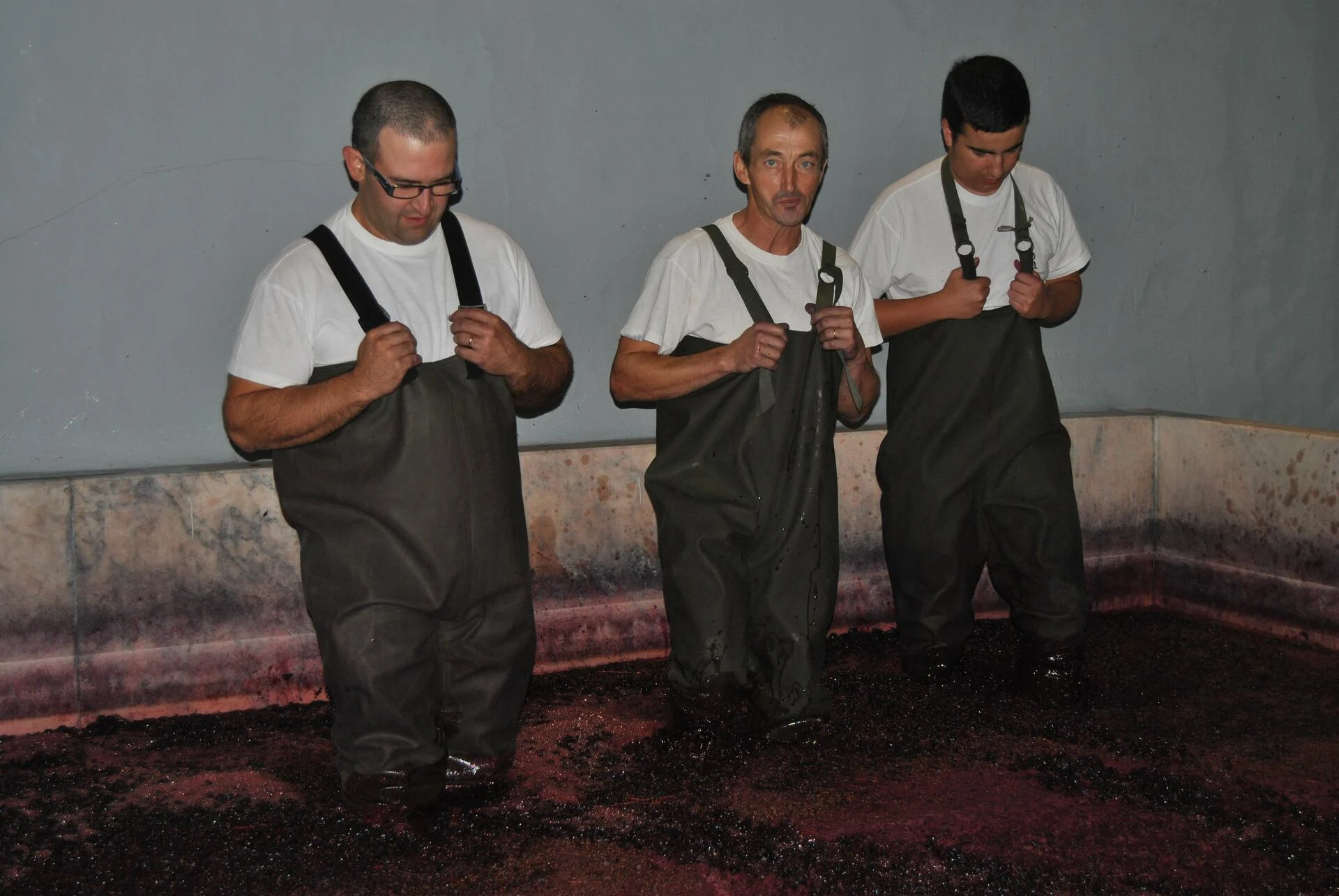 João Portugal Ramos – Vindimas Experience