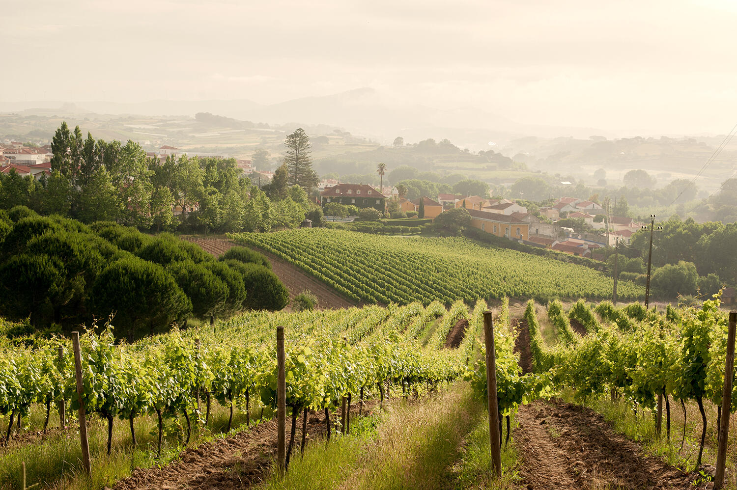 Quinta de Sant’Ana – Wine Adventurer