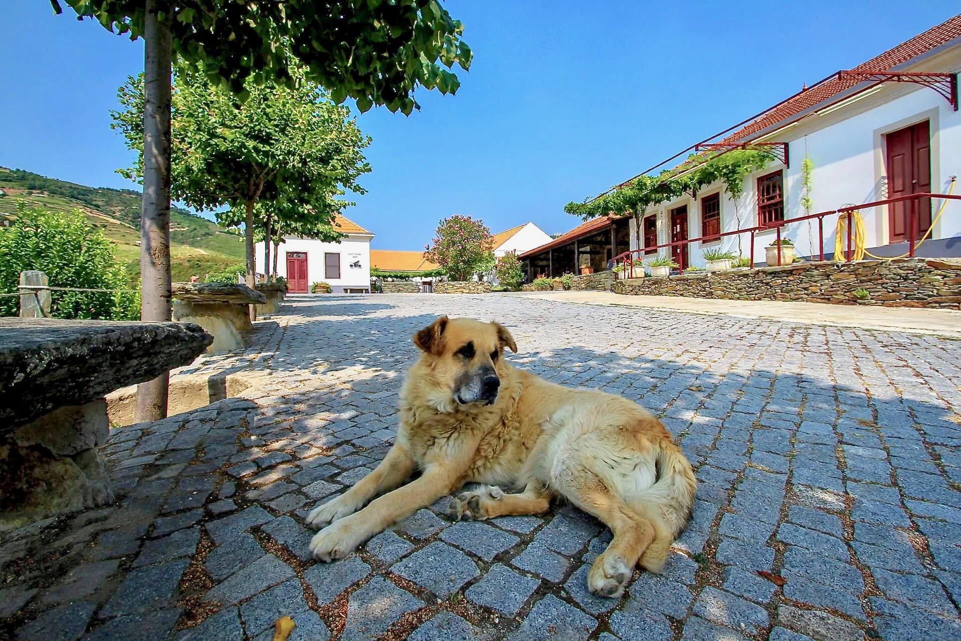 Quinta do Tedo – Visita & Prova Especial