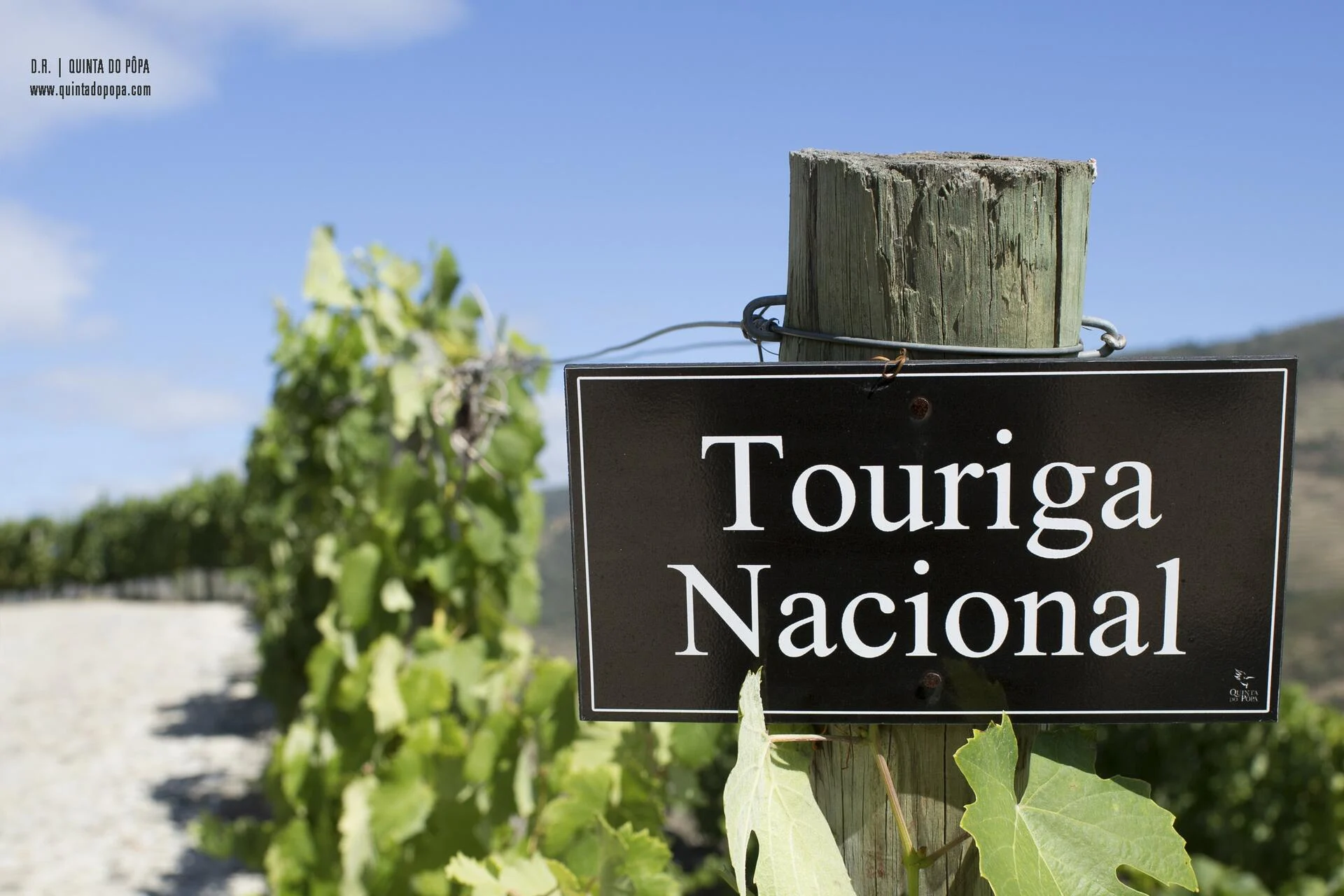 Quinta do Pôpa – Prova “True Sense”