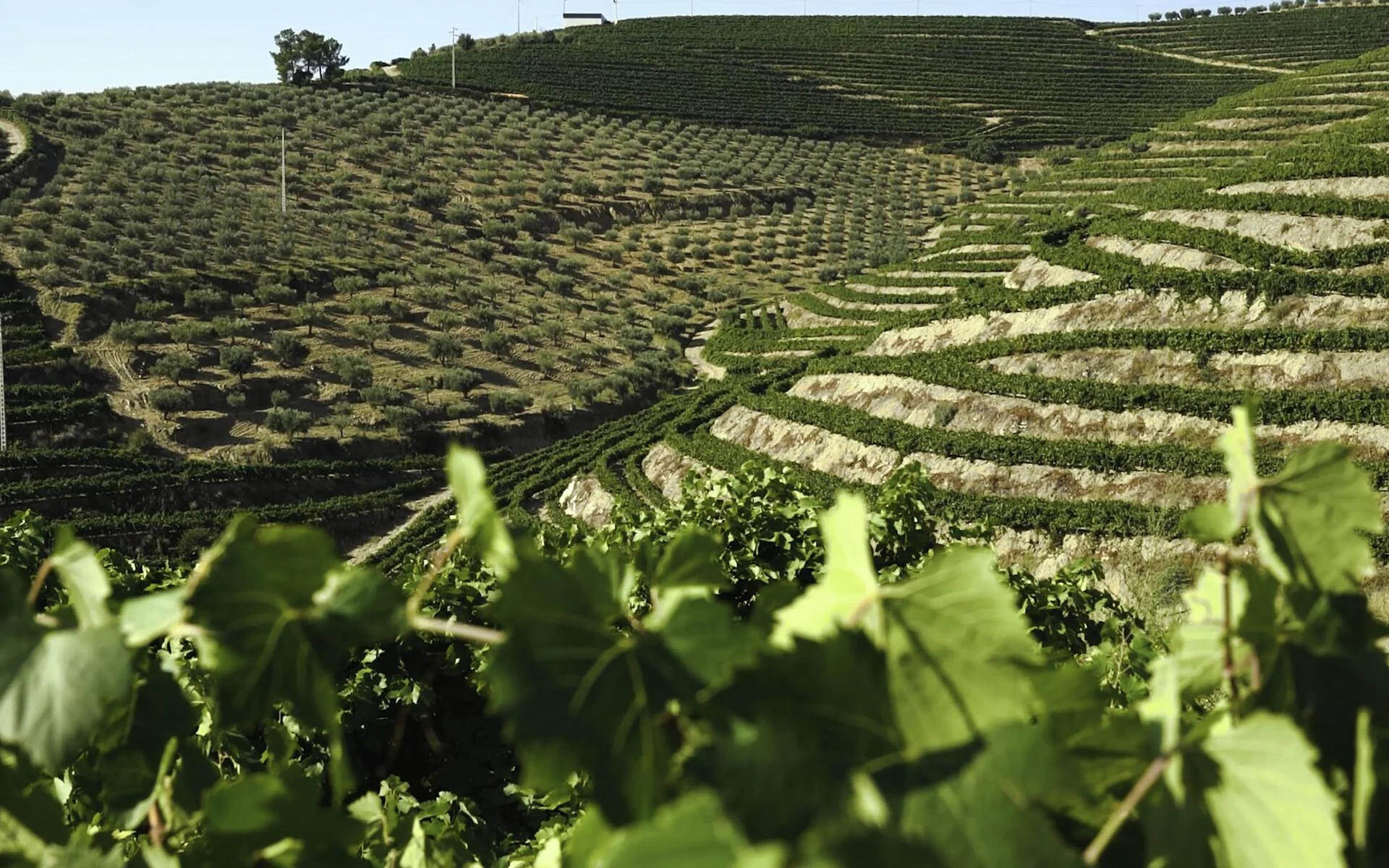 Quinta Vale d’Aldeia – Wine & Music