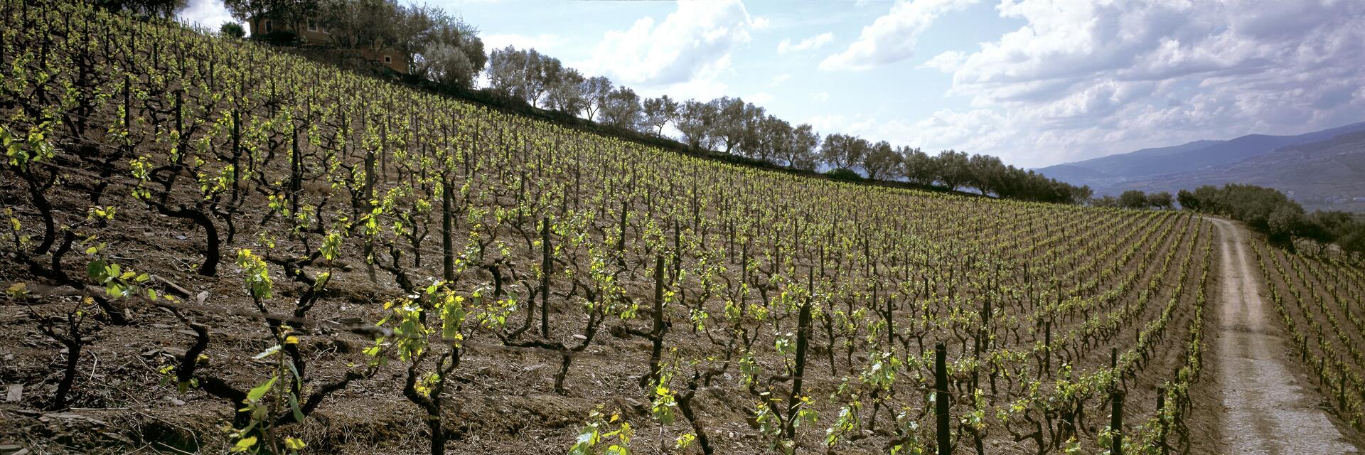 Quinta do Vallado – Prova Monocastas