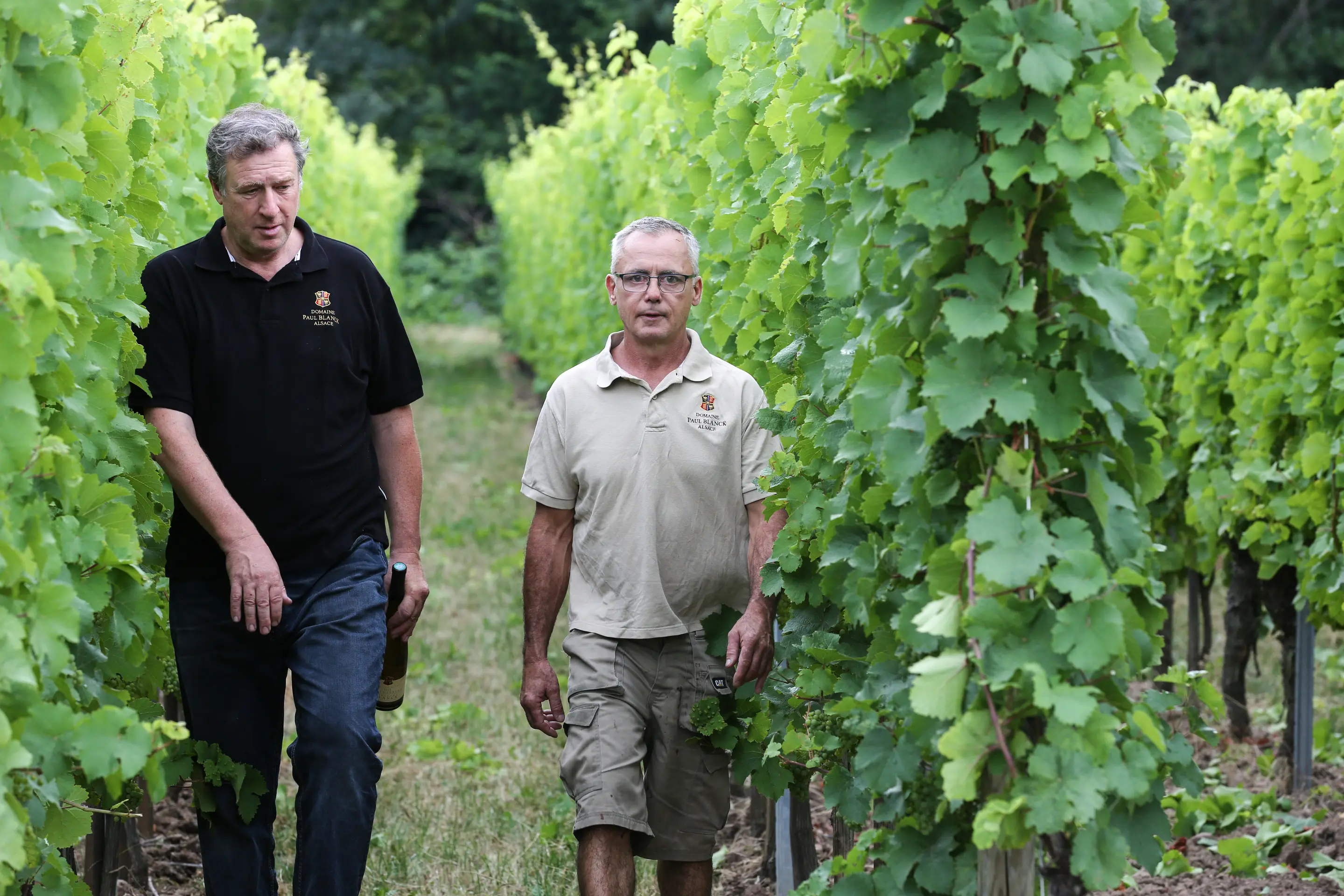 Wine Tasting Experience: Vineyard Tour & Private Tasting