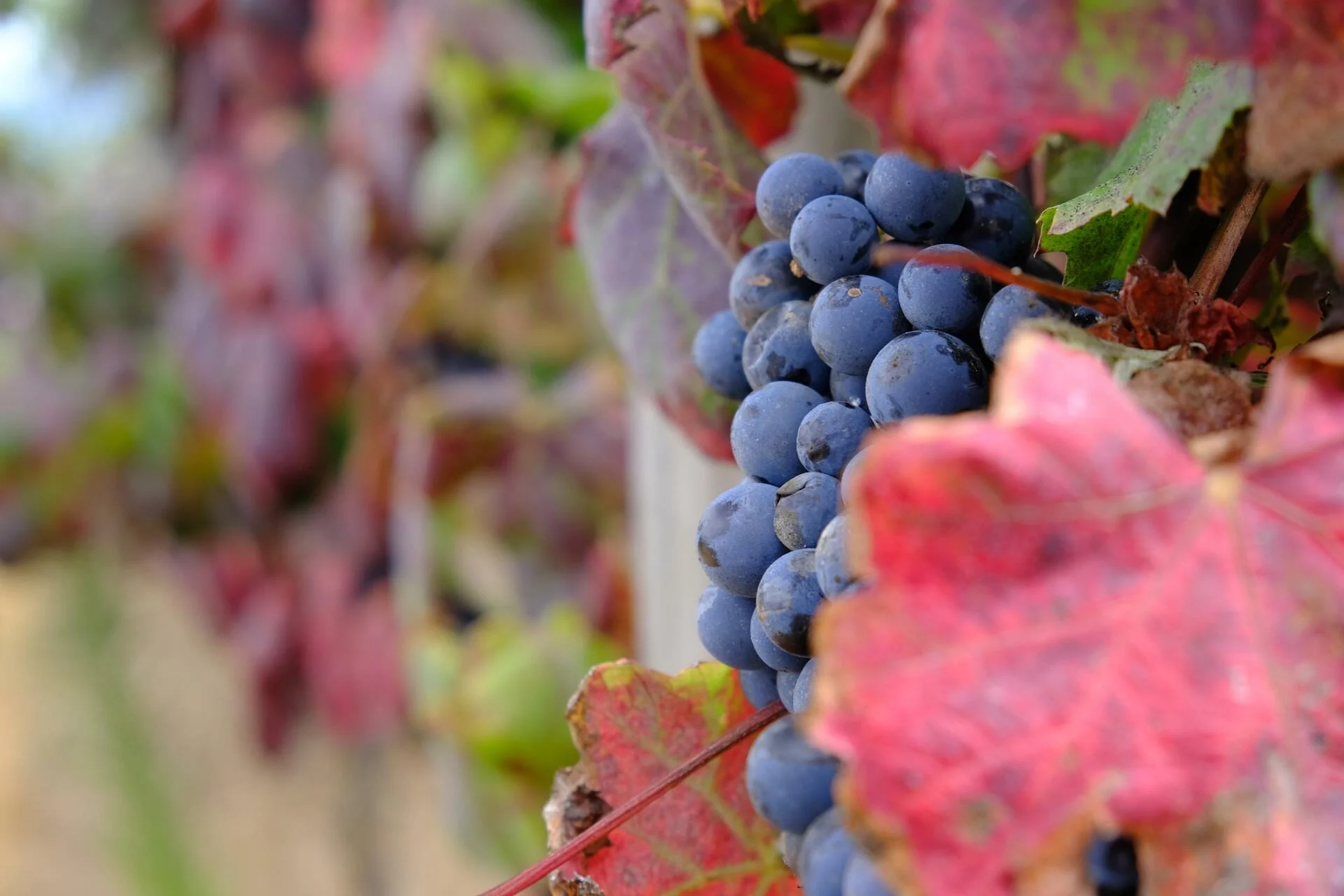 Quinta da Folgorosa – Paleta de Folgorosa