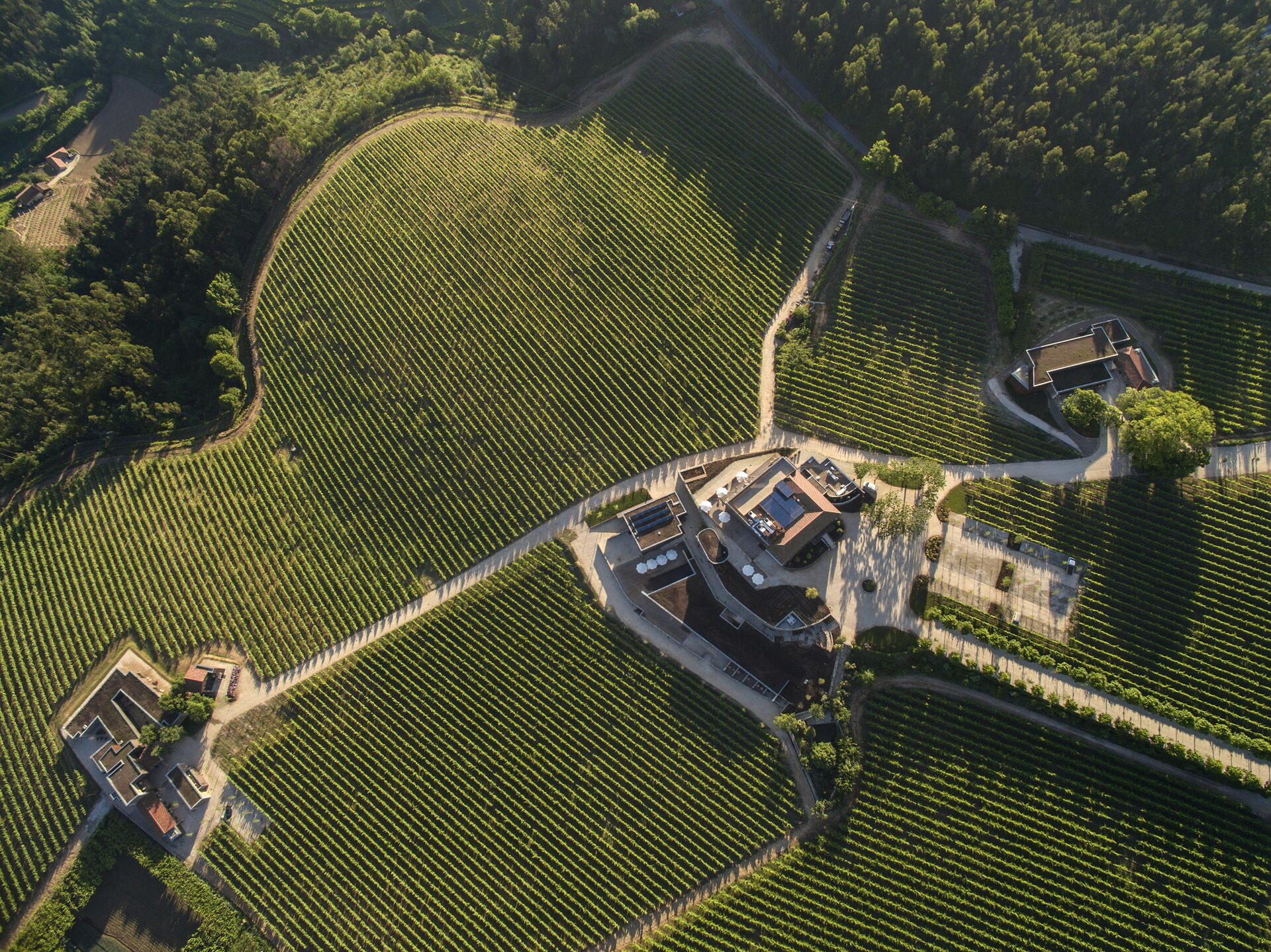 Monverde – The “Inside-Out” Grape