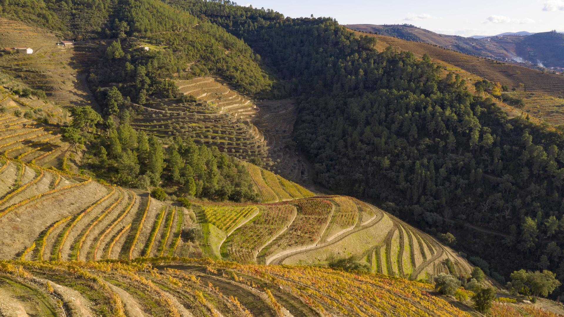 Wine & Soul – Prova de Portos