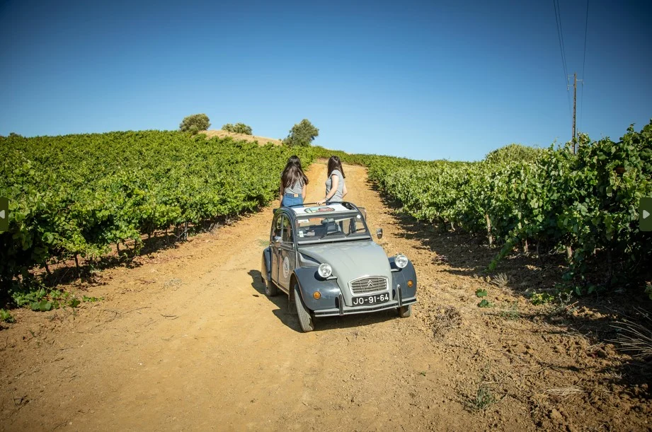 Vinhos Franco – Visita, Vinha, Prova & Museu