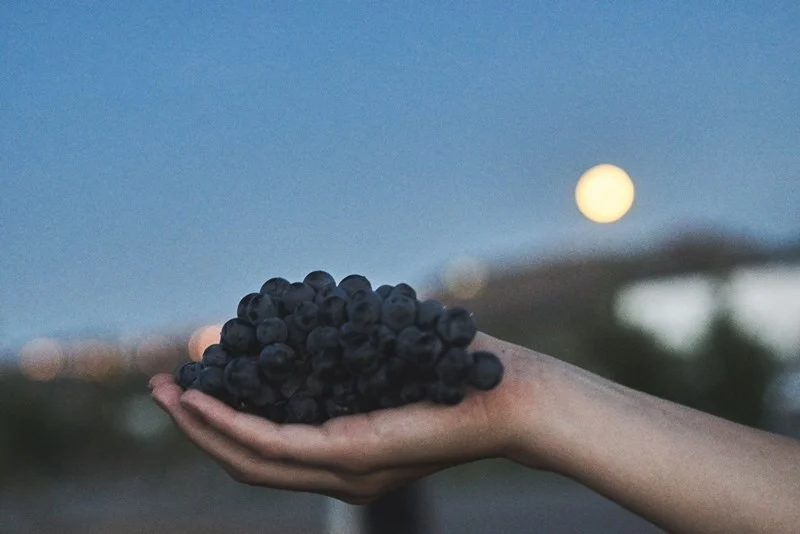 L’AND Vineyards – Banho Floral e de Vinoterapia