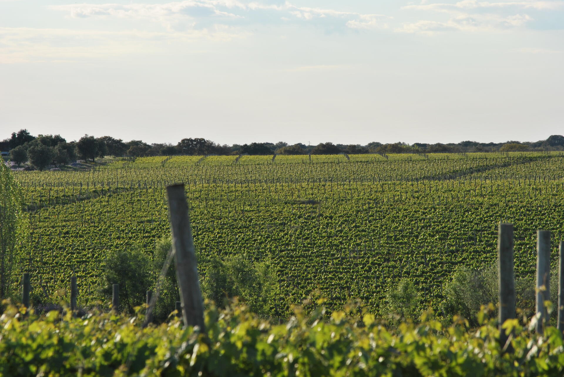 Tiago Cabaço Winery – Visita & Prova Premium