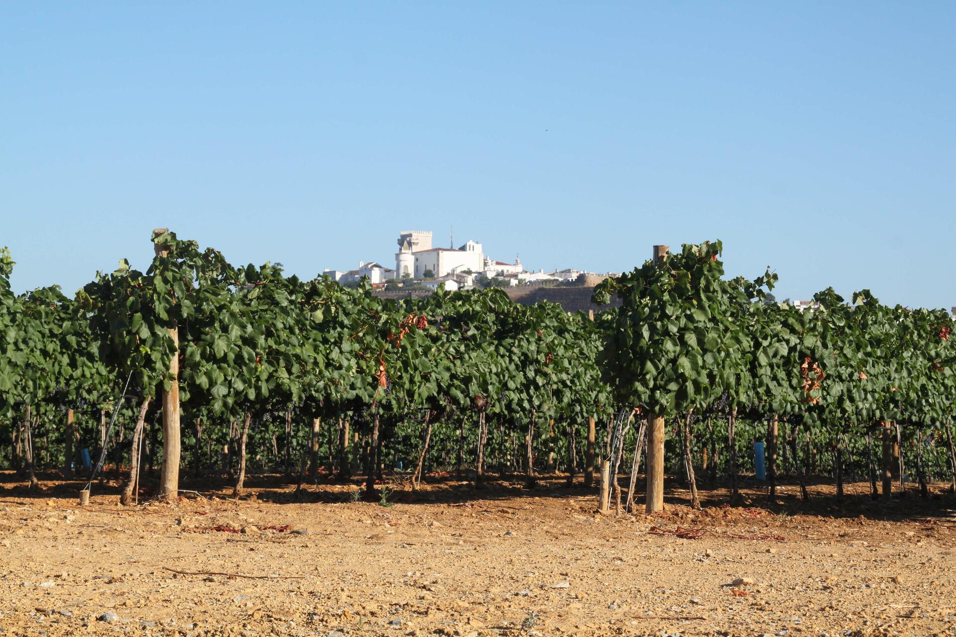 Tiago Cabaço Winery – Visita & Prova Seleção