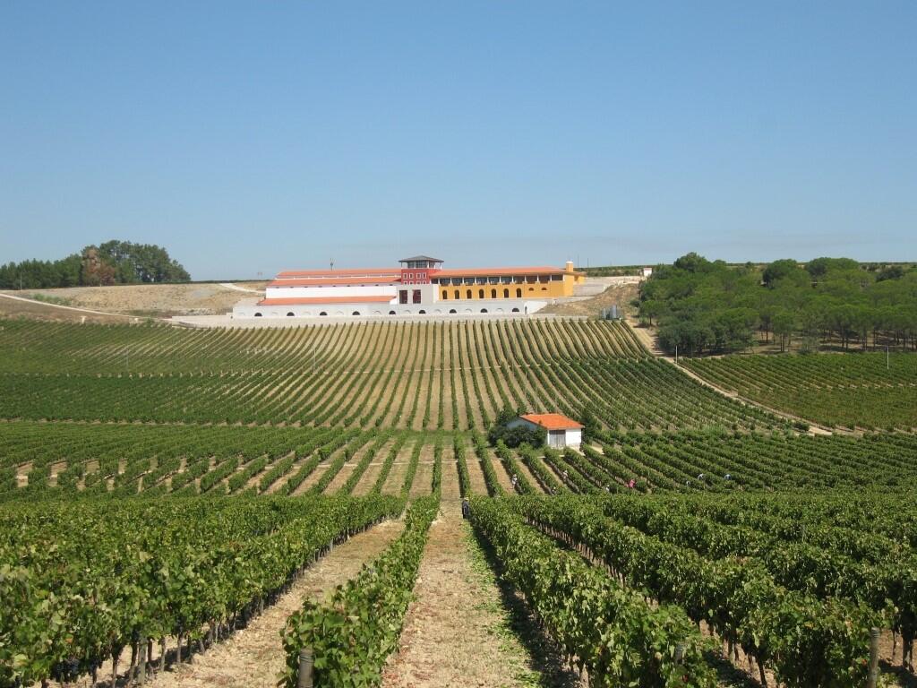 Adega Campolargo – Prova de Vinhos Entre II Santos