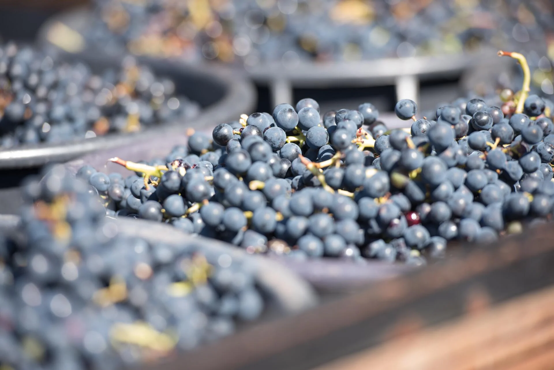 PicoWines – Um, Dois, Terroir