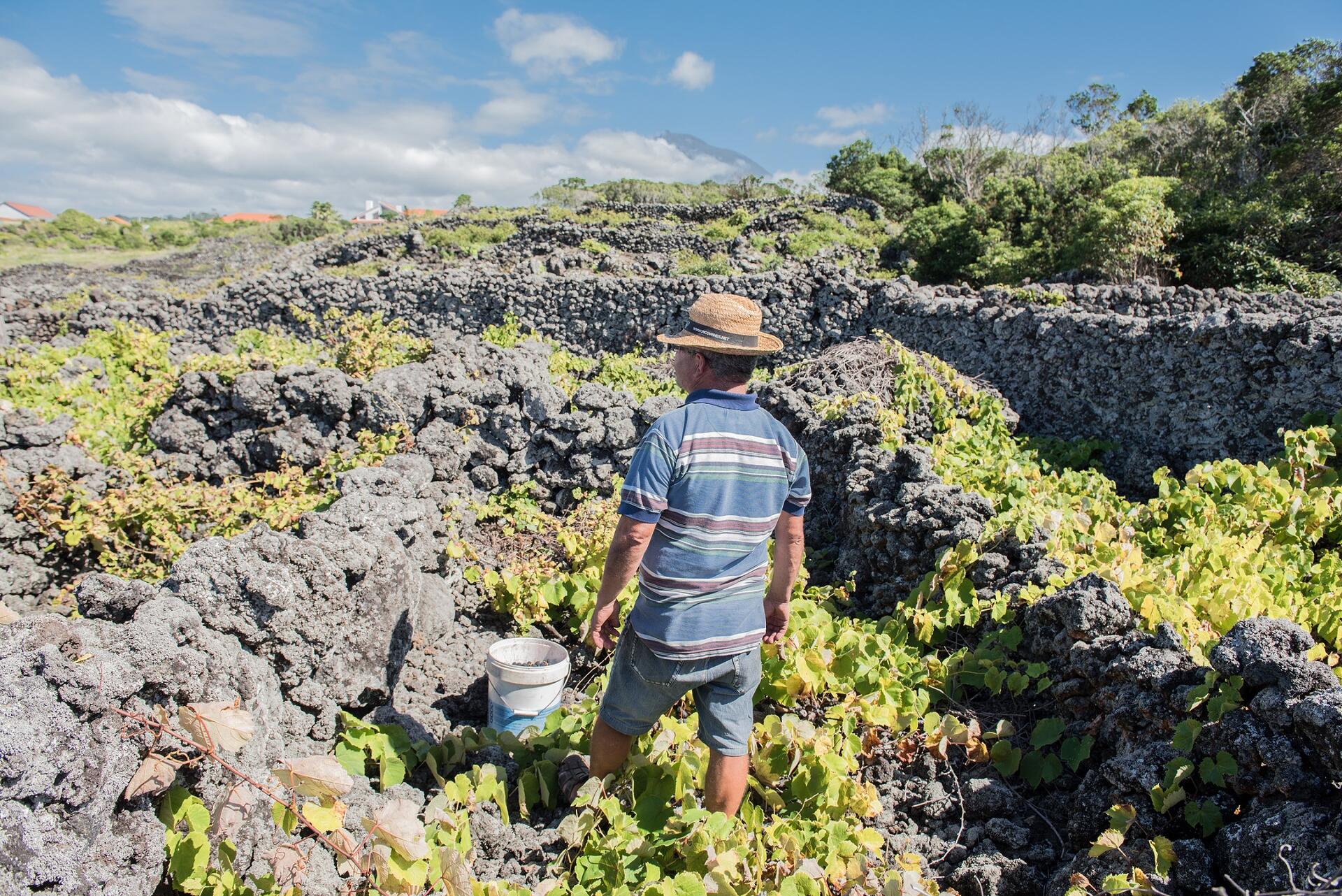 PicoWines – Um, Dois, Terroir