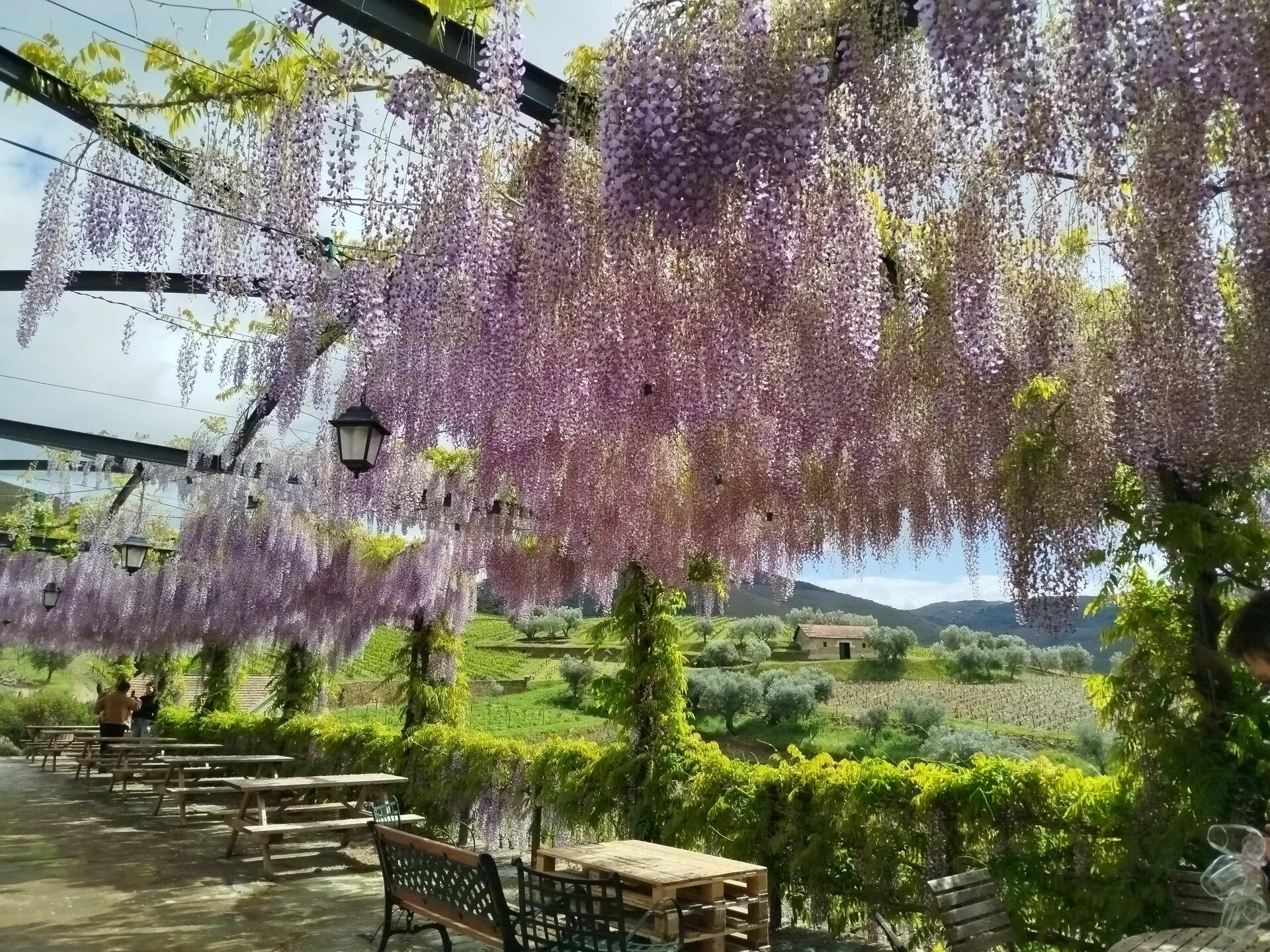 Secrets of Douro Valley