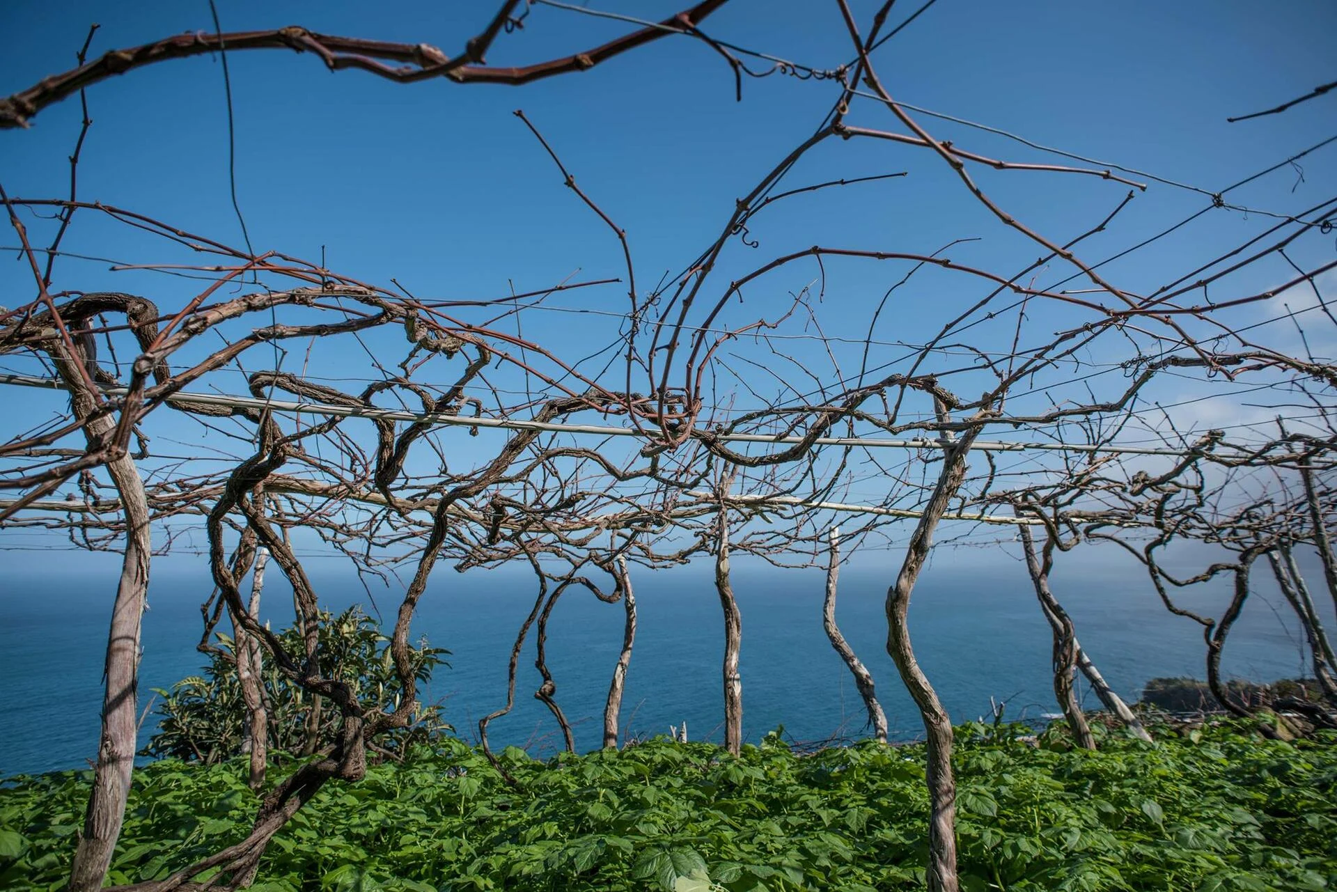 Full Day Wine Tour – Privado