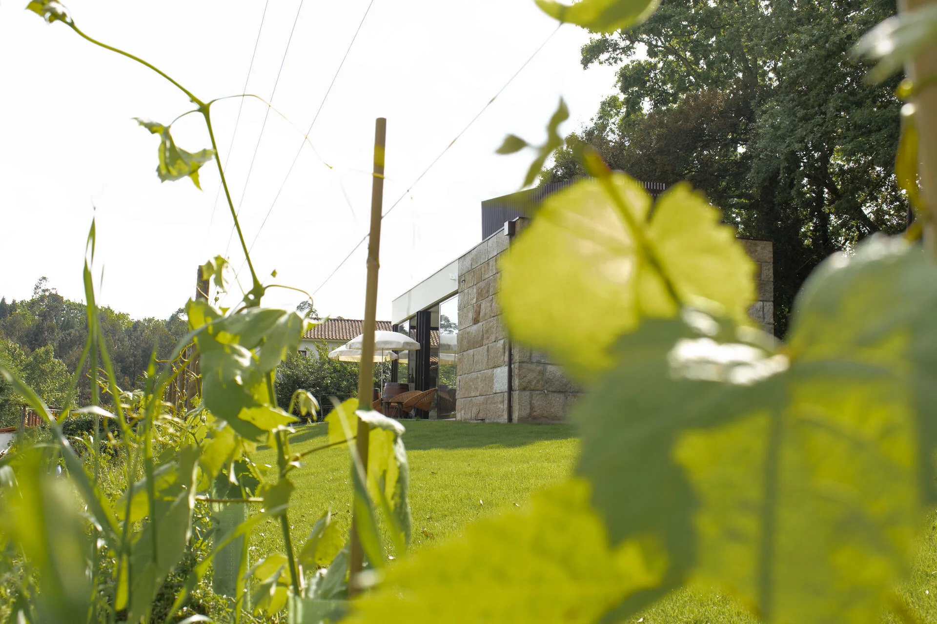 Quinta da Chouza – Visita & Prova Espumantes