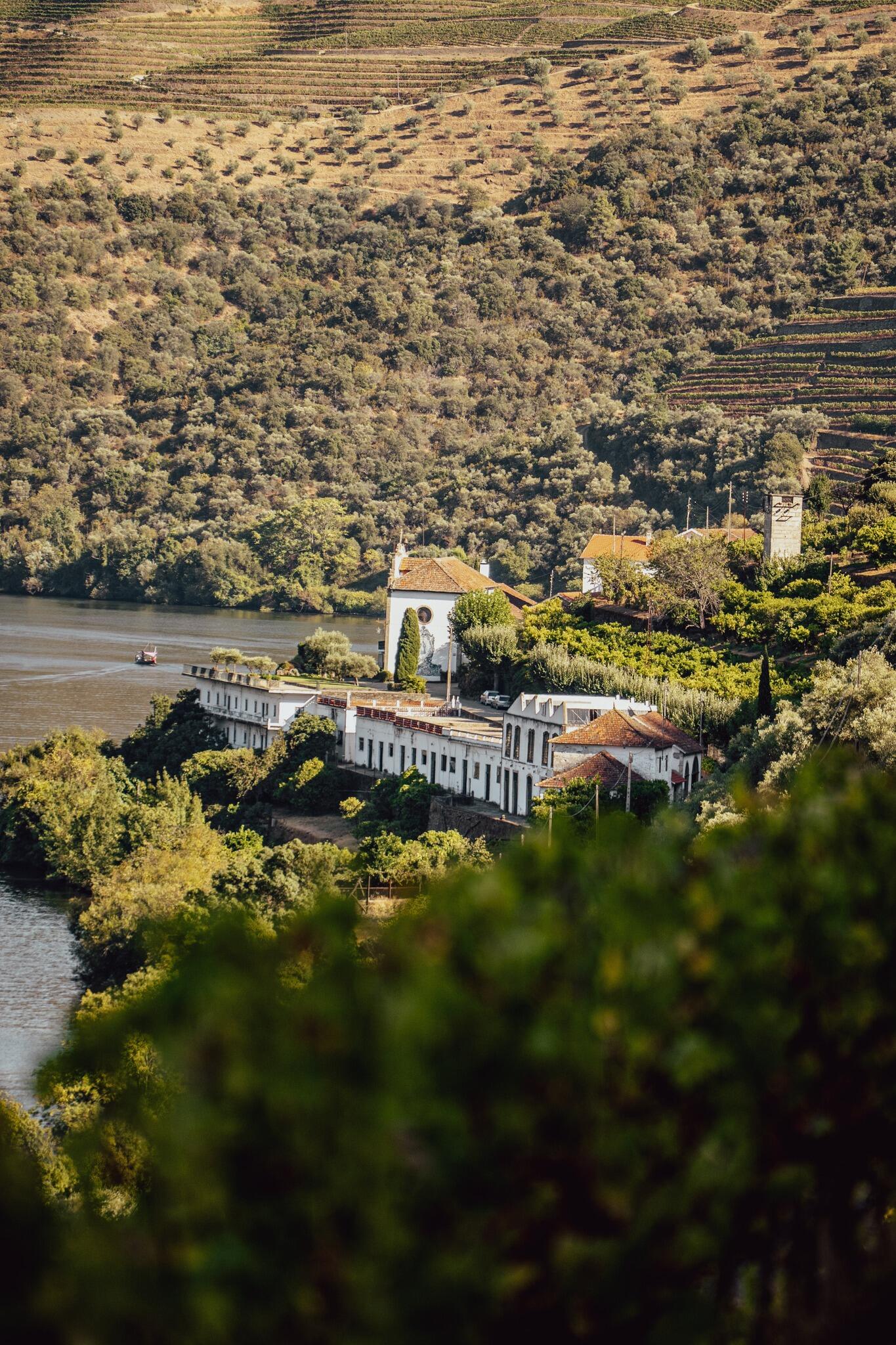 Quinta das Carvalhas – Vineyard Guided Tour