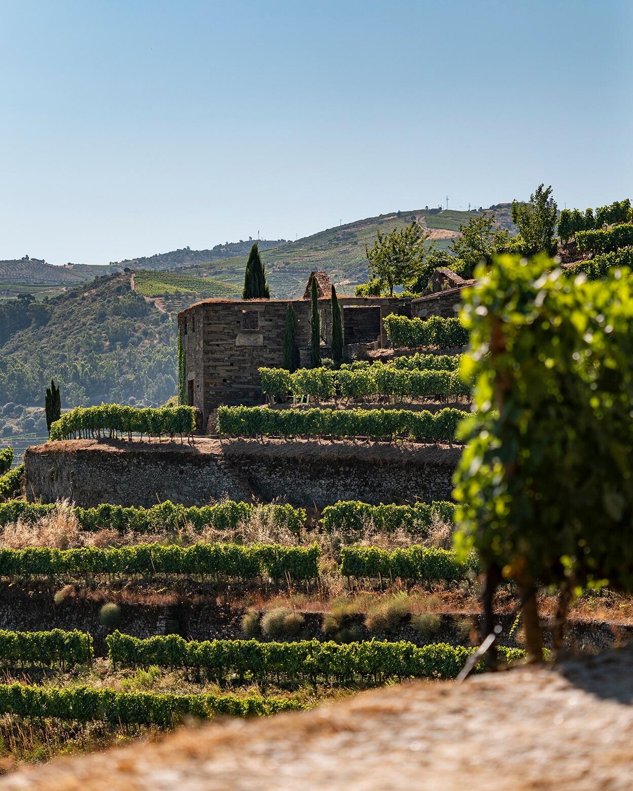 Quinta das Carvalhas – Vineyard Guided Tour