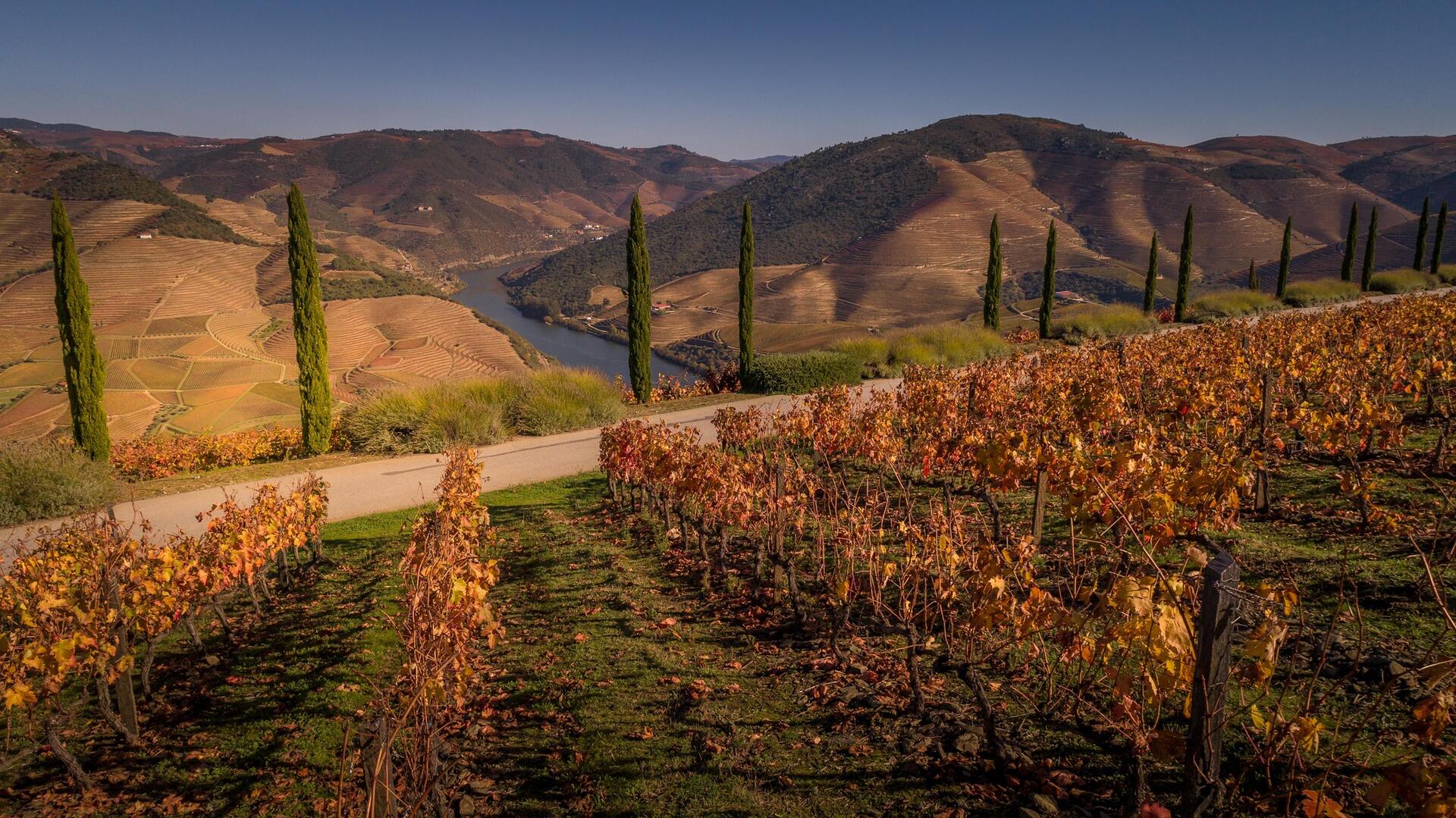 Quinta das Carvalhas – Vineyard Guided Tour