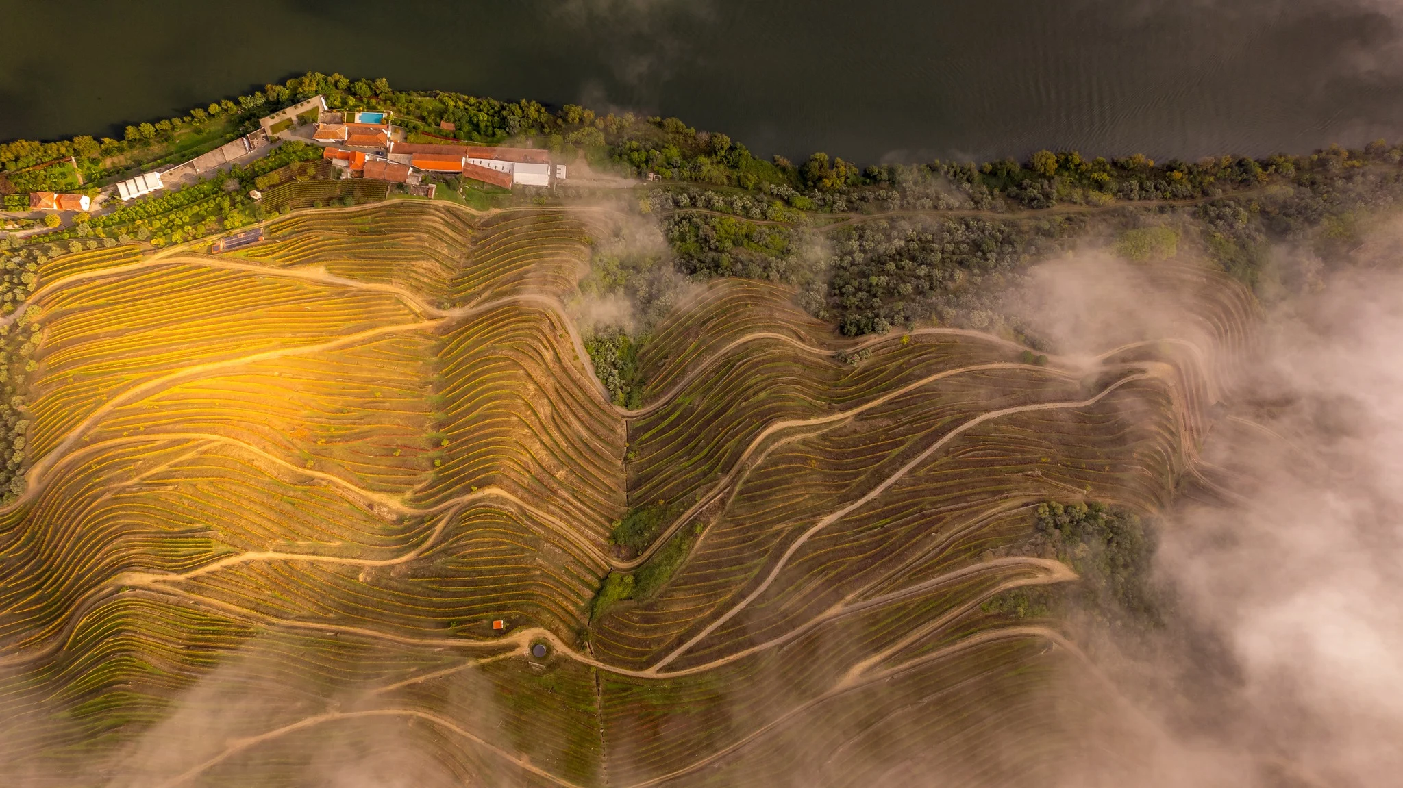 Quinta das Carvalhas – Vineyard Guided Tour