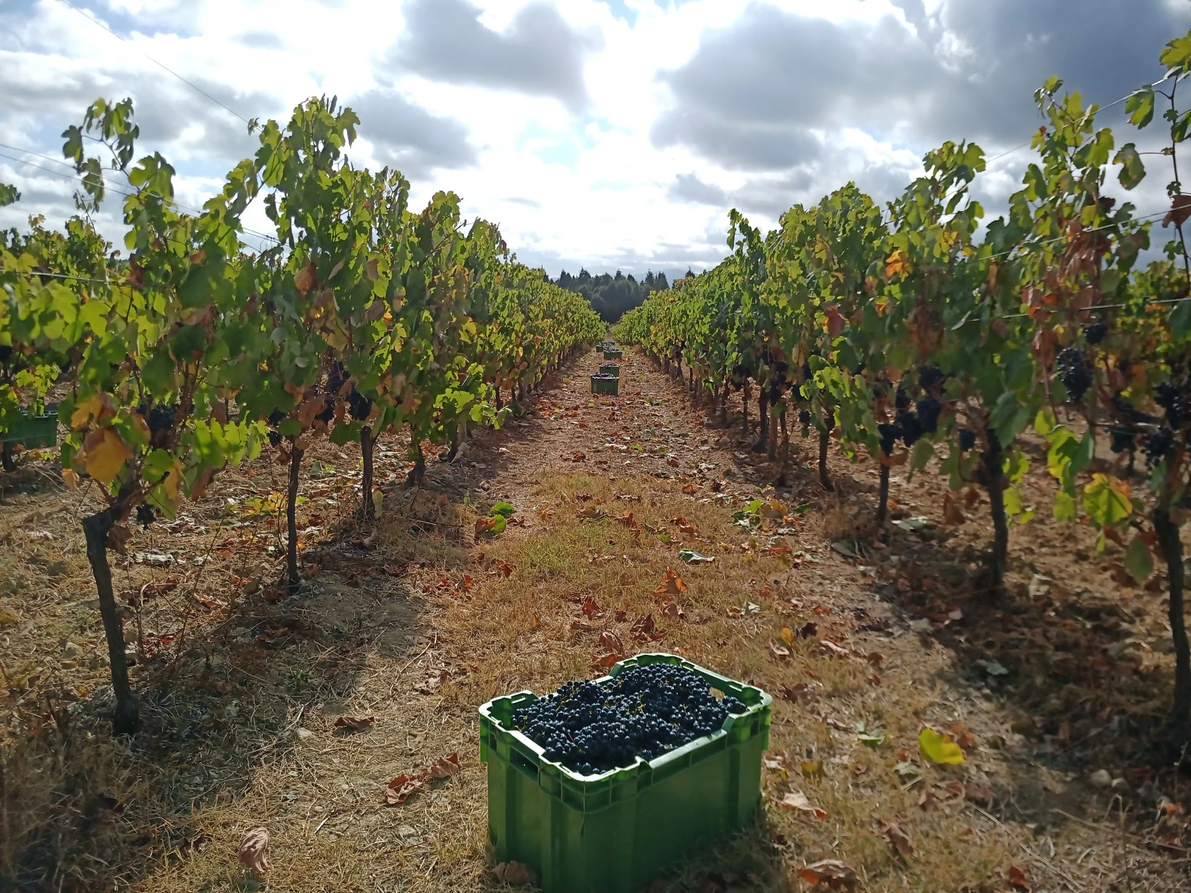 Rota dos Vinhos da Bairrada