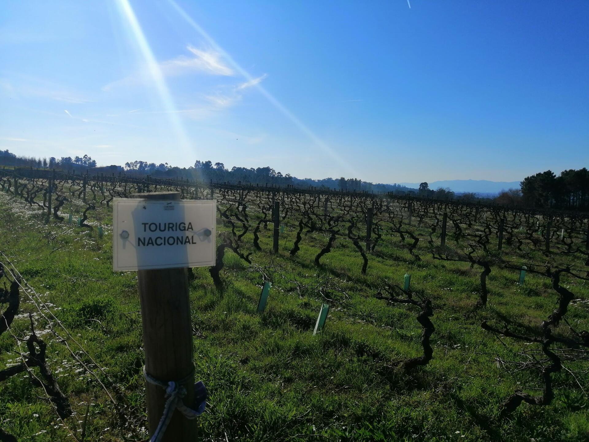 Rota dos Vinhos do Dão